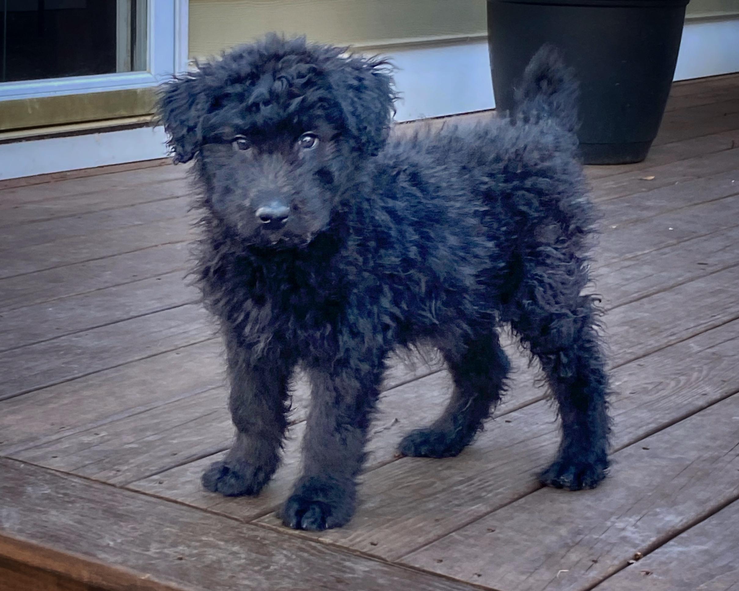 Droolius Ceasar 427, Adopted, Young Male Belgian Shepherd / Malinois & Standard Poodle.