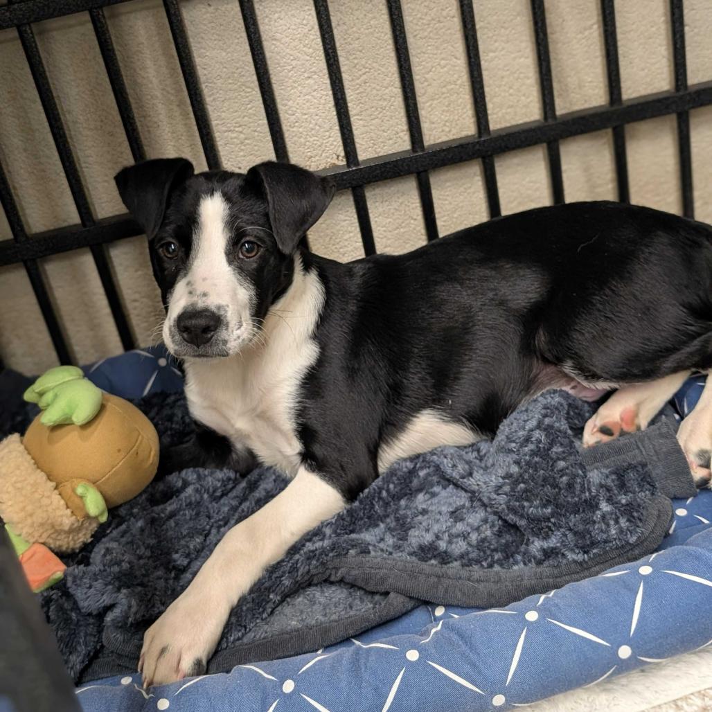 Biscuit, Adoptable, Puppy Male Mixed Breed.
