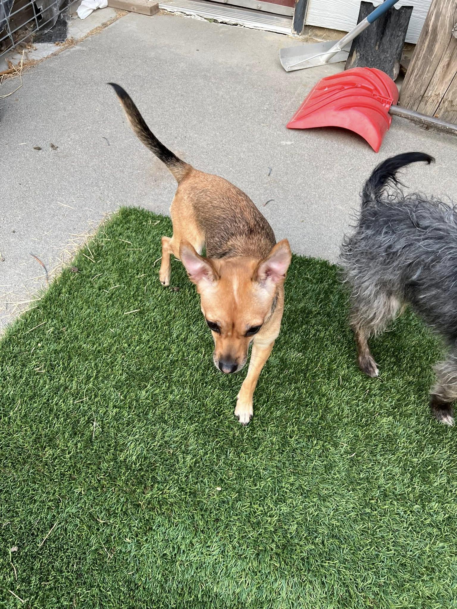 Enlarge Foxy-formerly Lil Miss Gravy, a Adoptable Chihuahua in West Richland, WA image 2/6