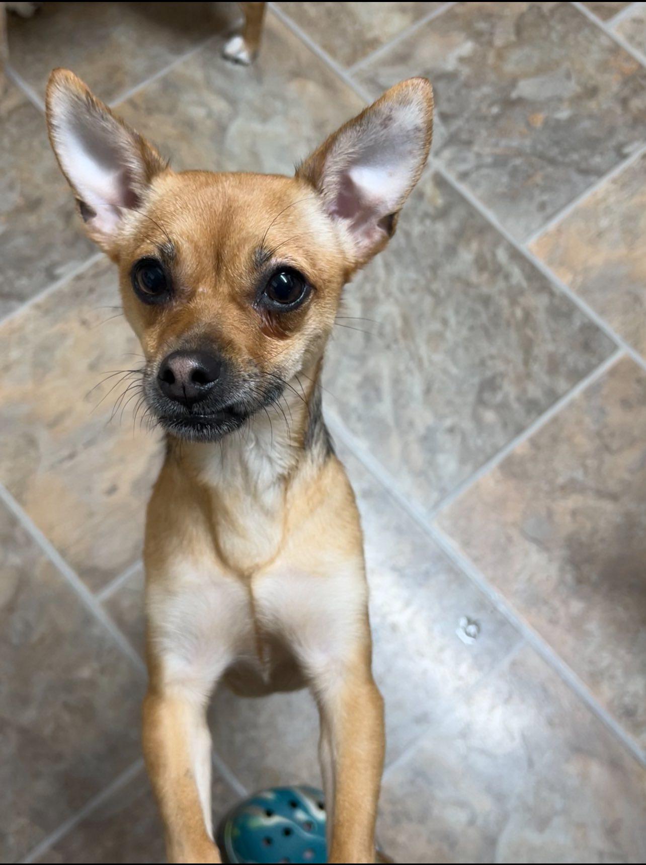 Enlarge Foxy-formerly Lil Miss Gravy, a Adoptable Chihuahua in West Richland, WA image 3/6