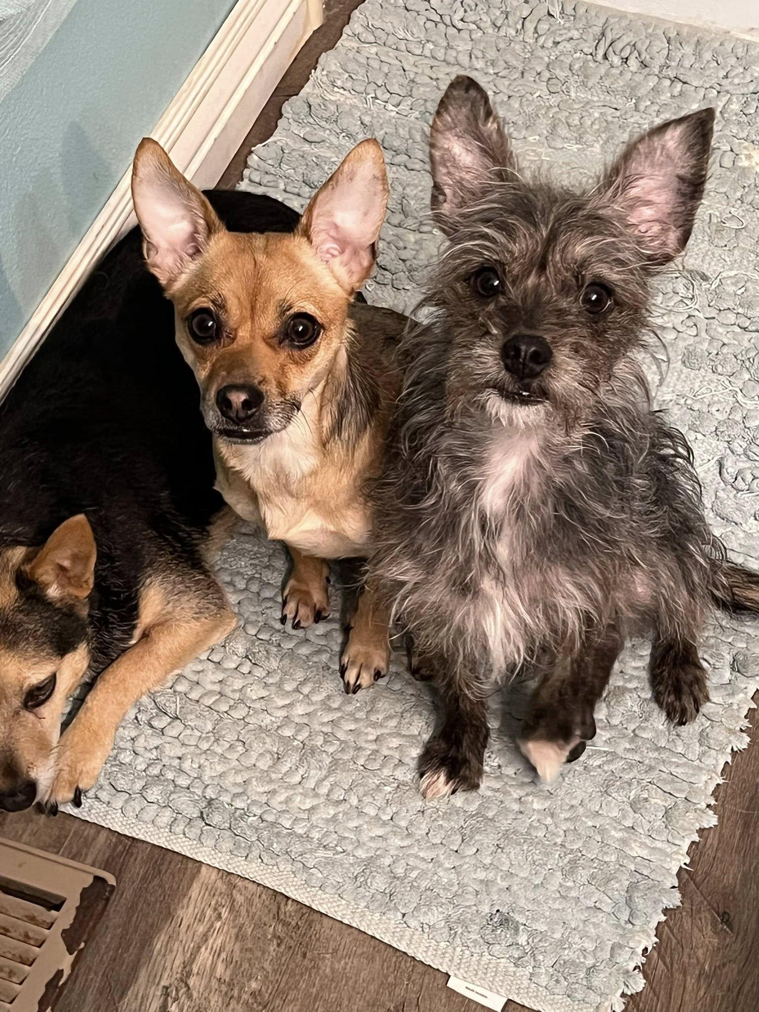 Enlarge Foxy-formerly Lil Miss Gravy, a Adoptable Chihuahua in West Richland, WA image 4/6