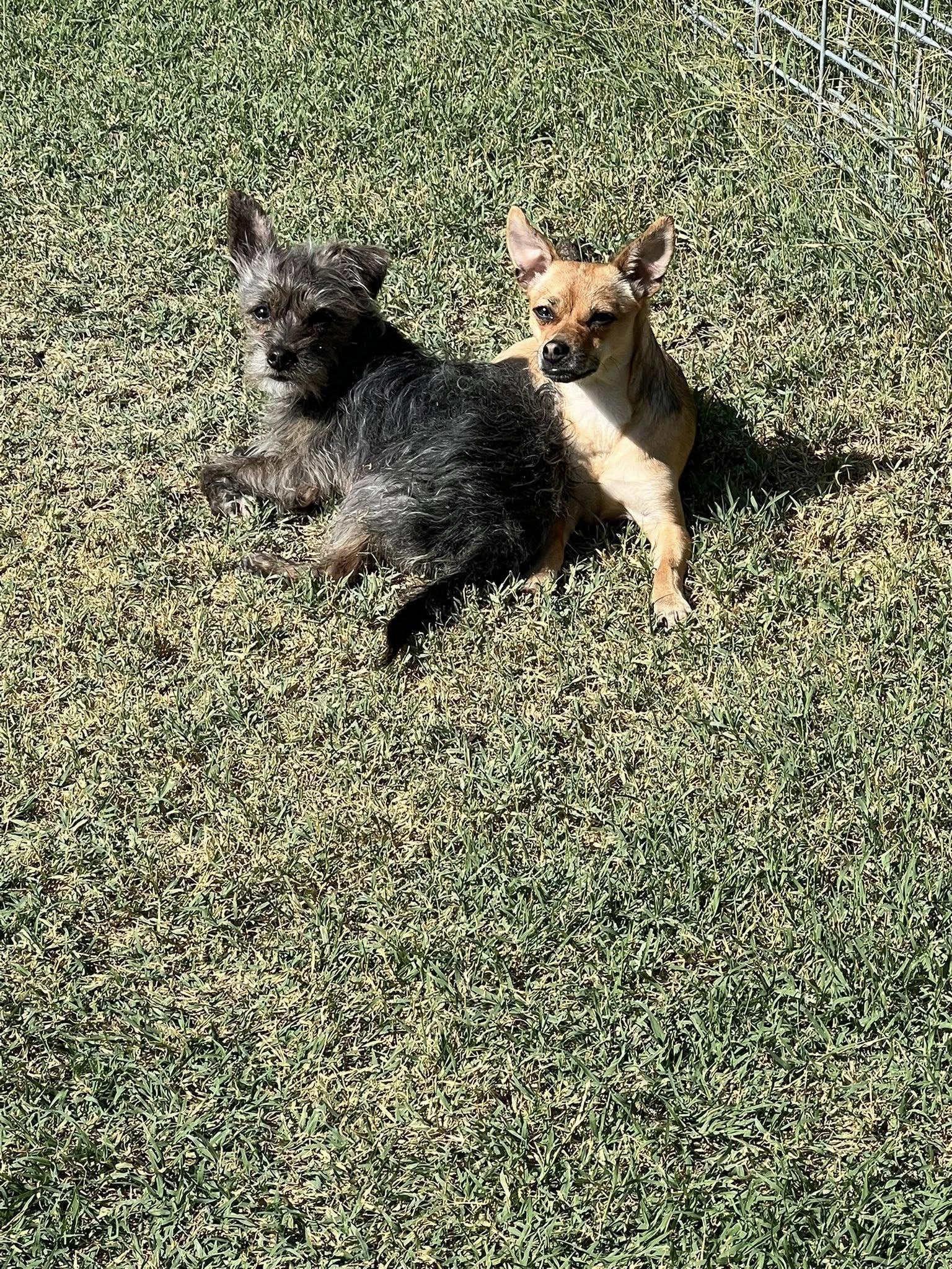 Enlarge Foxy-formerly Lil Miss Gravy, a Adoptable Chihuahua in West Richland, WA image 6/6