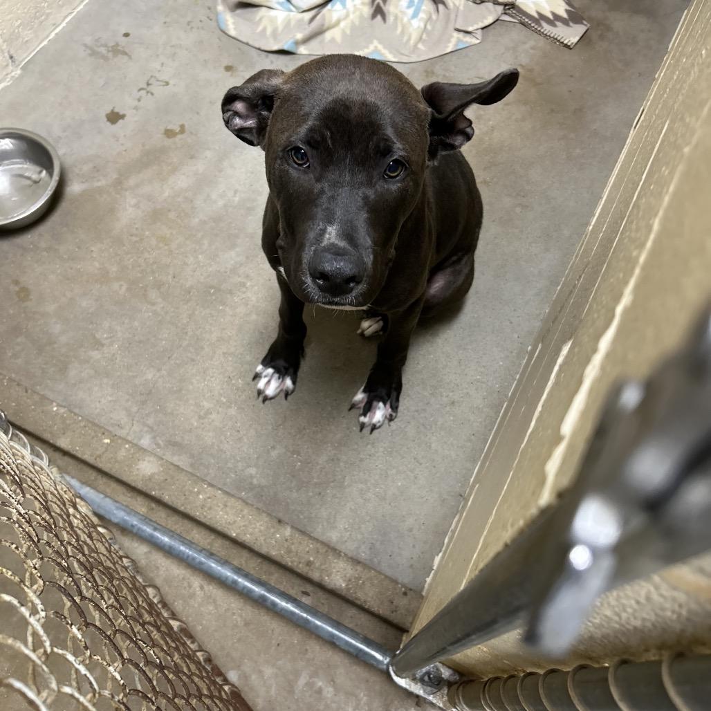 Jim Beam, a Adoptable mixed breed in Palestine, TX image 1/6