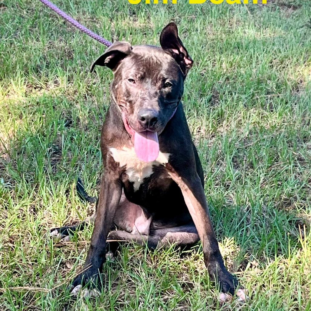 Jim Beam, a Adoptable mixed breed in Palestine, TX image 3/6