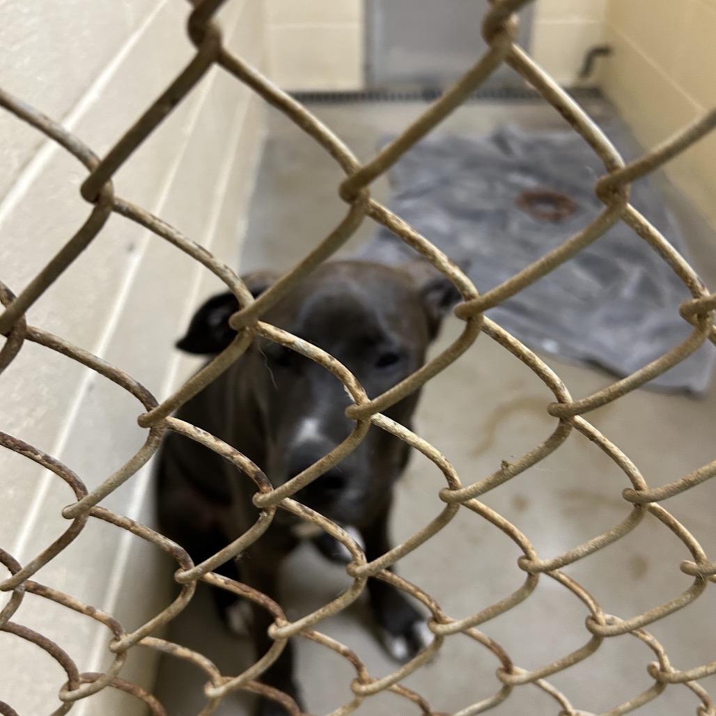 Jim Beam, a Adoptable mixed breed in Palestine, TX image 4/6