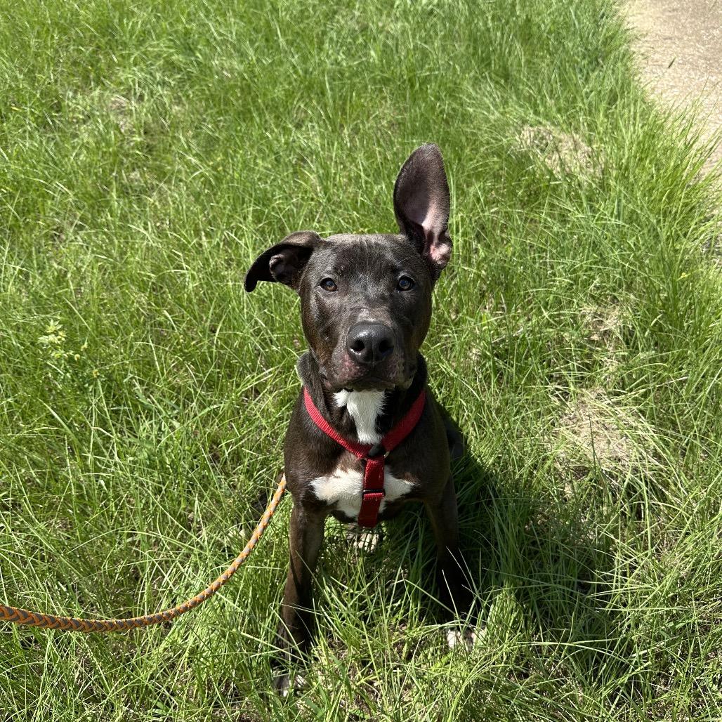 Jim Beam, a Adoptable mixed breed in Palestine, TX image 5/6