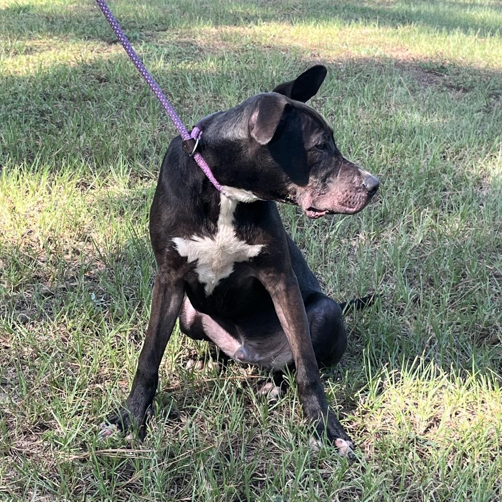 Jim Beam, a Adoptable mixed breed in Palestine, TX image 6/6