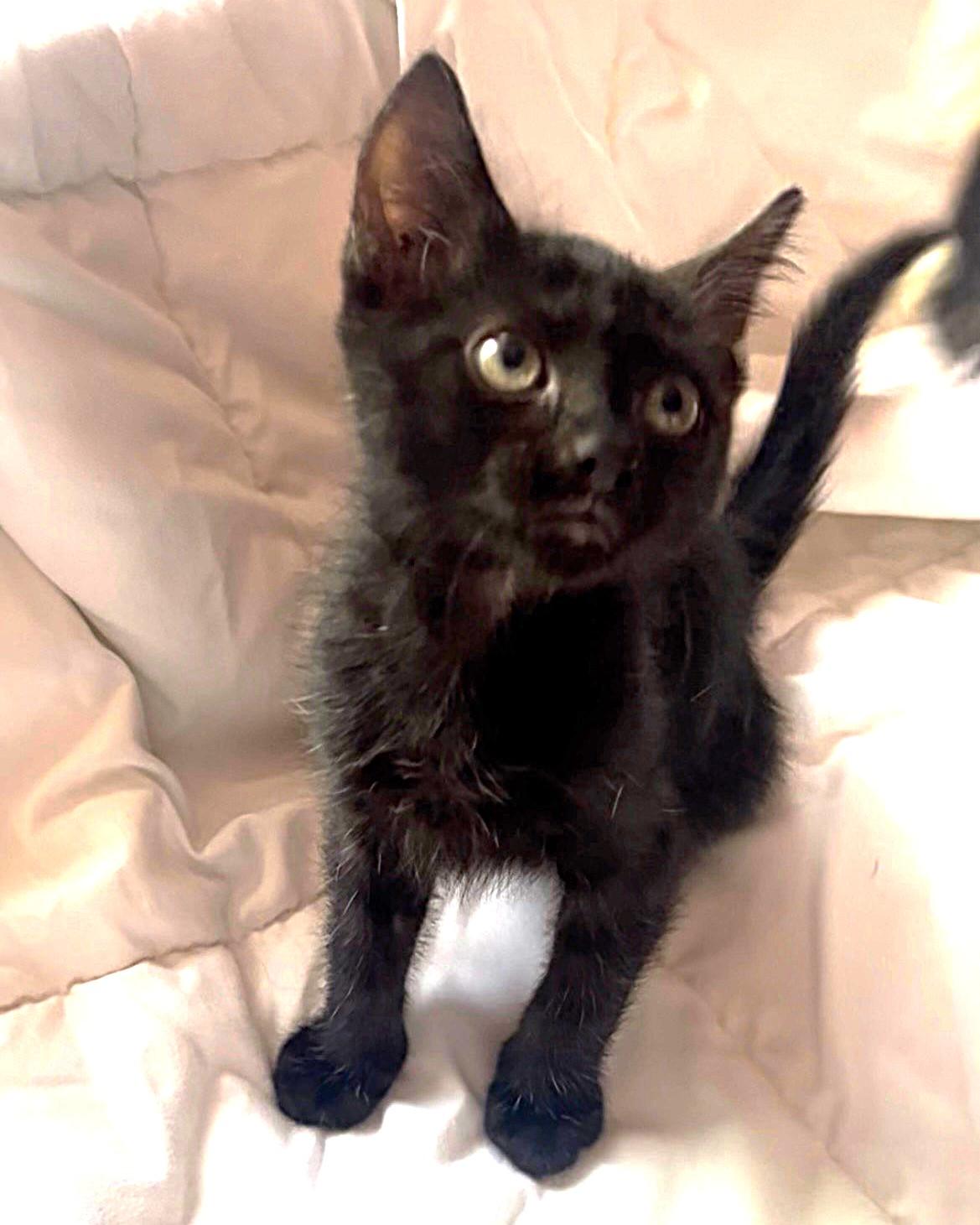 Enlarge ShadowPuff (Oriental Mix) - Pre-Adoption ONLY, a Adoptable mixed breed in Allen, TX image 6/6