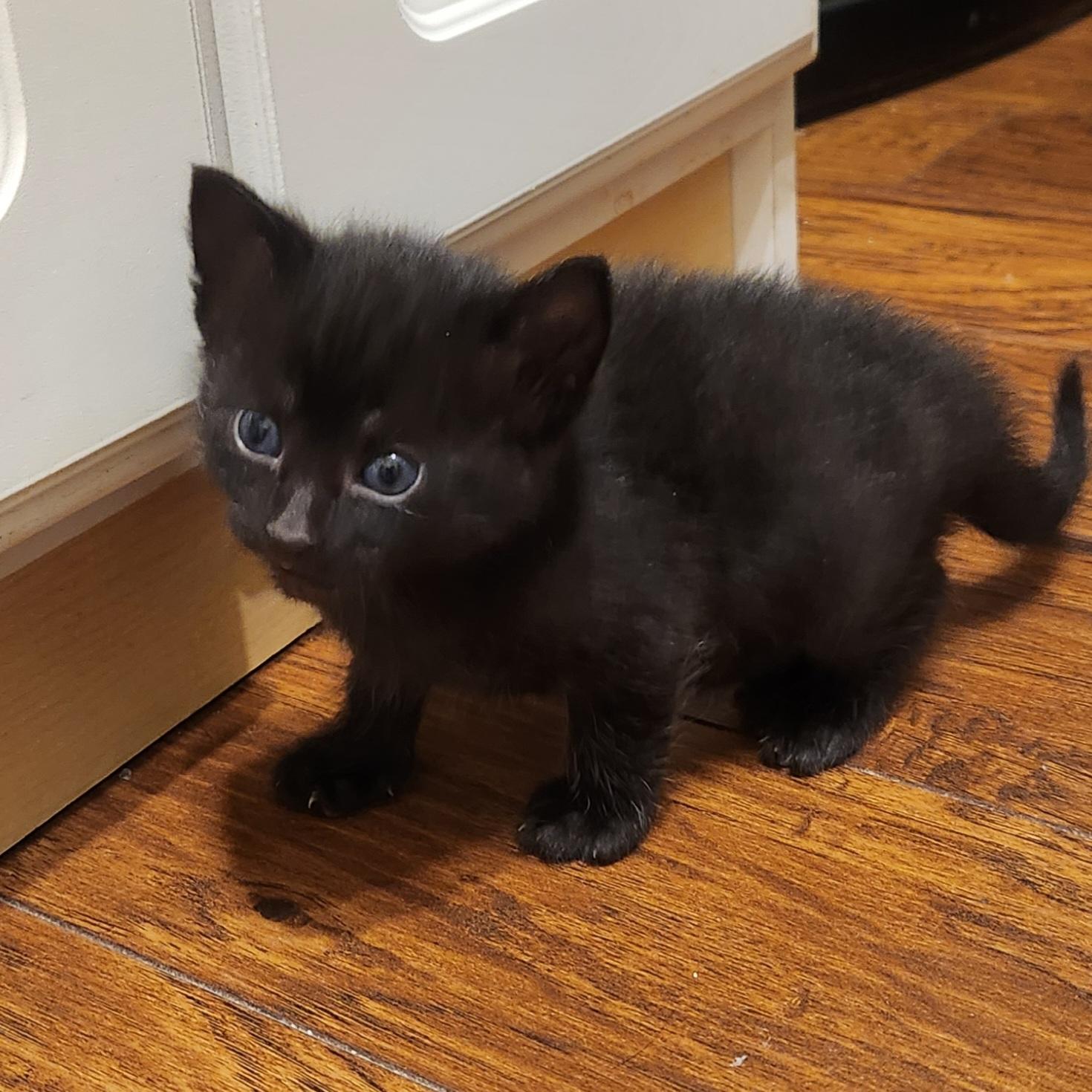Enlarge ShadowPuff (Oriental Mix) - Pre-Adoption ONLY, a Adoptable mixed breed in Allen, TX image 2/6