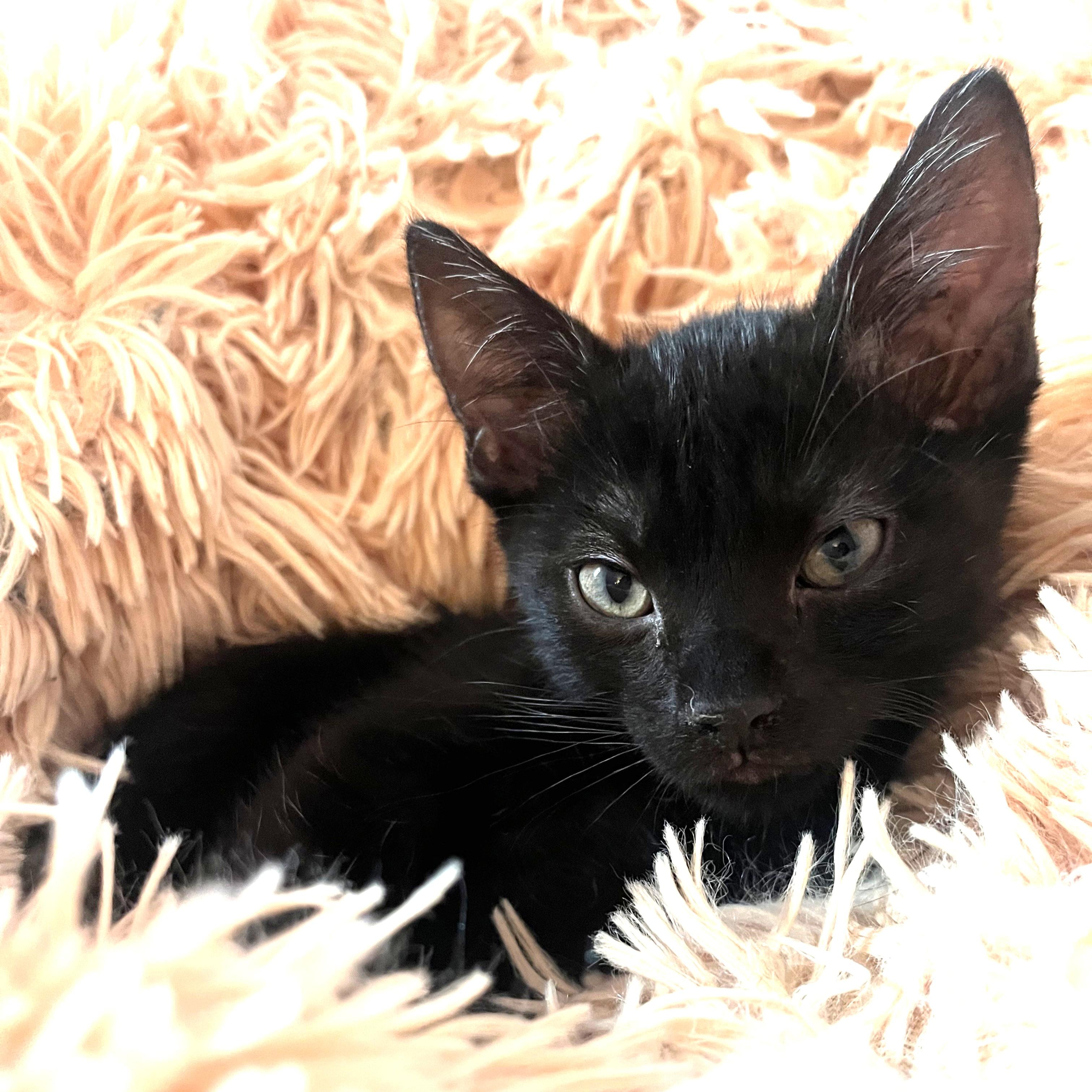 Enlarge ShadowPuff (Oriental Mix) - Pre-Adoption ONLY, a Adoptable mixed breed in Allen, TX image 4/6
