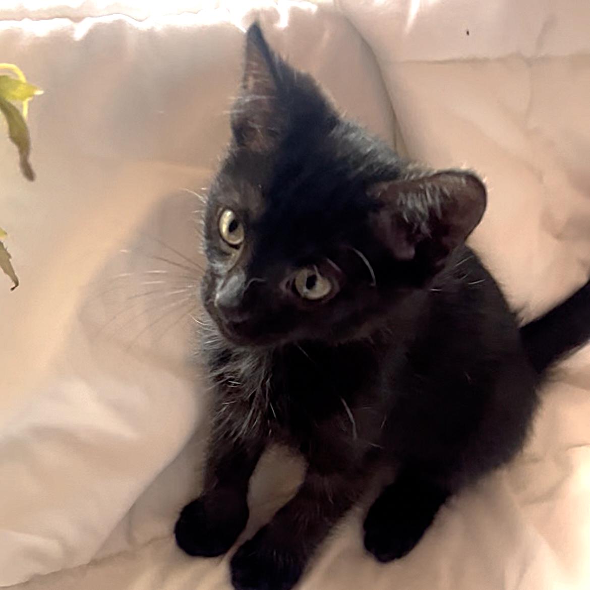 Enlarge ShadowPuff (Oriental Mix) - Pre-Adoption ONLY, a Adoptable mixed breed in Allen, TX image 1/6