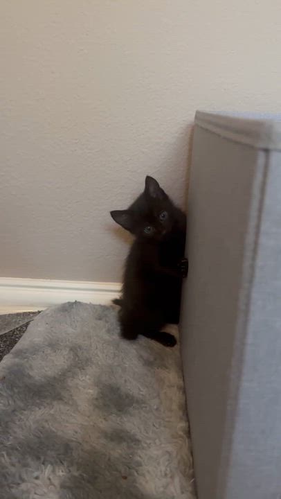 Enlarge ShadowPuff (Oriental Mix) - Pre-Adoption ONLY, a Adoptable mixed breed in Allen, TX video 3/6