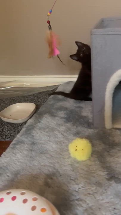 Enlarge ShadowPuff (Oriental Mix) - Pre-Adoption ONLY, a Adoptable mixed breed in Allen, TX video 5/6