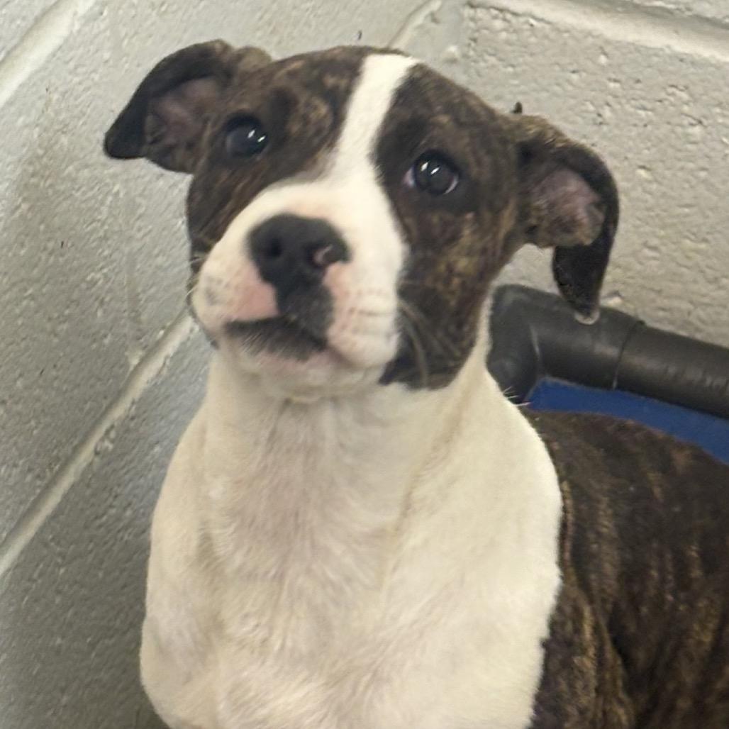 Enlarge Jill, a Adoptable mixed breed in Clarksdale, MS image 1/2