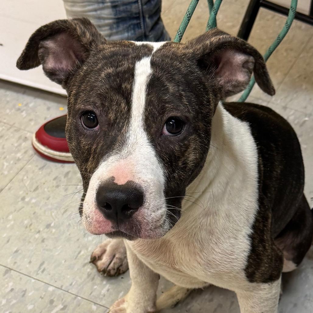 Enlarge Jill, a Adoptable mixed breed in Clarksdale, MS image 2/2