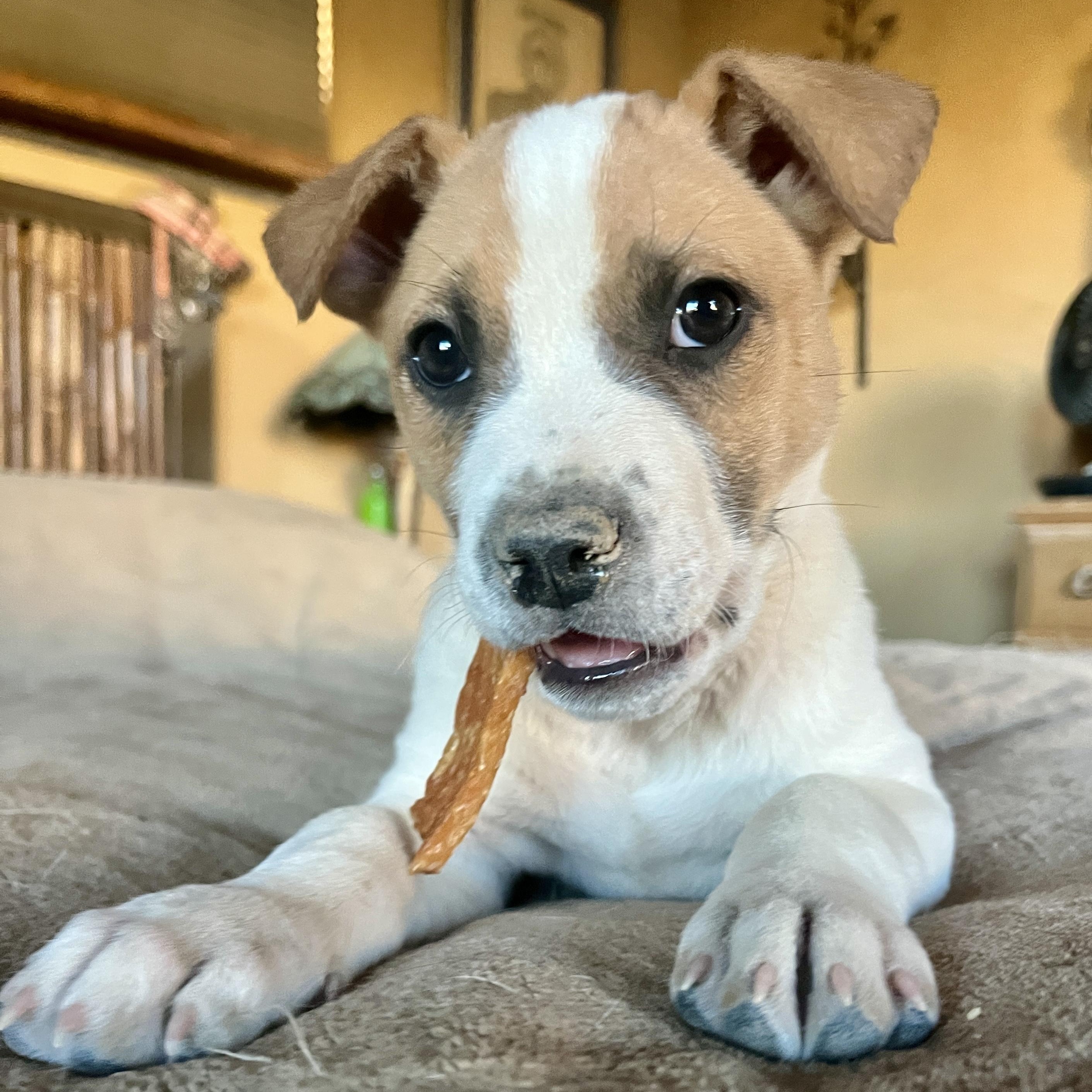Enlarge Guido, a ADOPTABLE mixed breed in Marfa, TX image 5/6