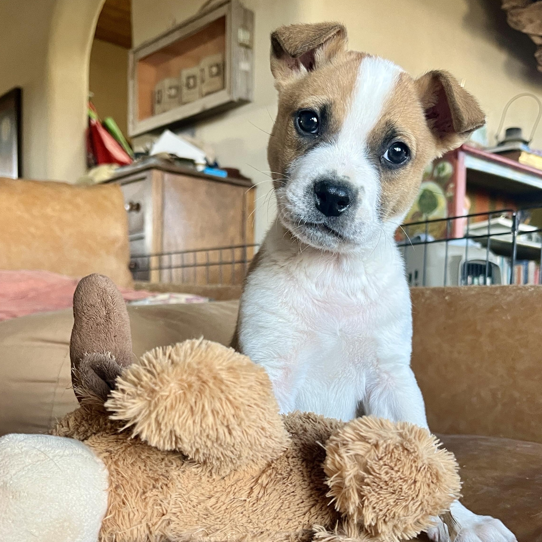 Enlarge Guido, a ADOPTABLE mixed breed in Marfa, TX image 1/6