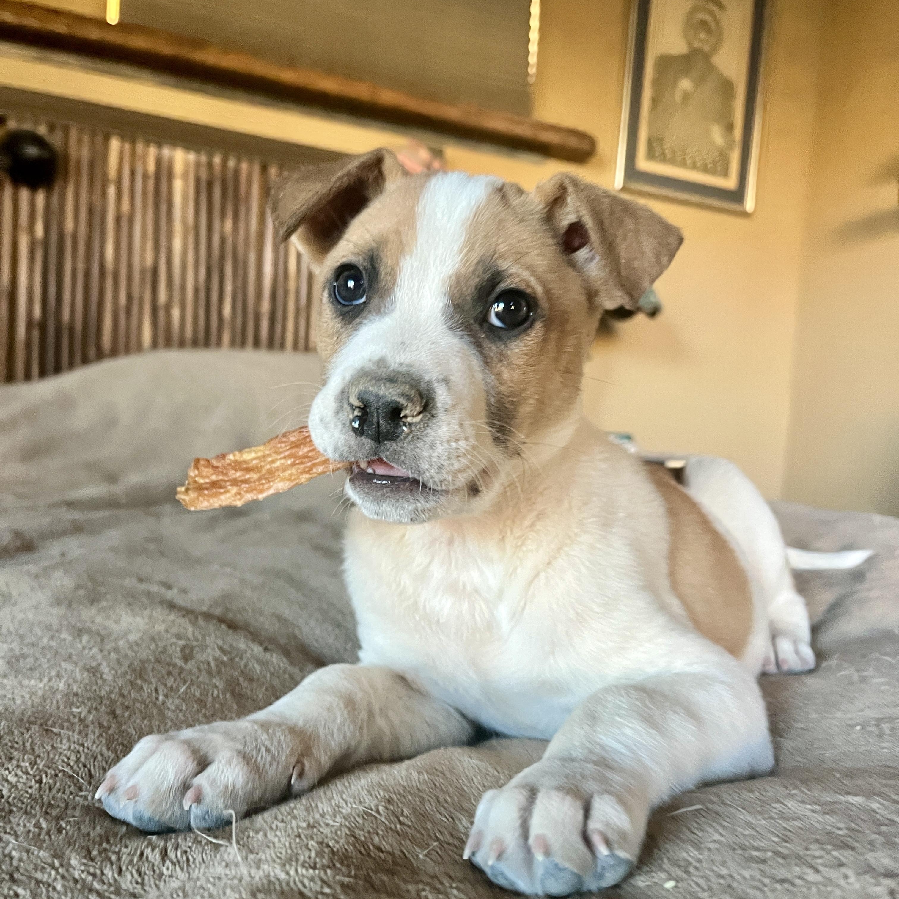 Enlarge Guido, a ADOPTABLE mixed breed in Marfa, TX image 3/6