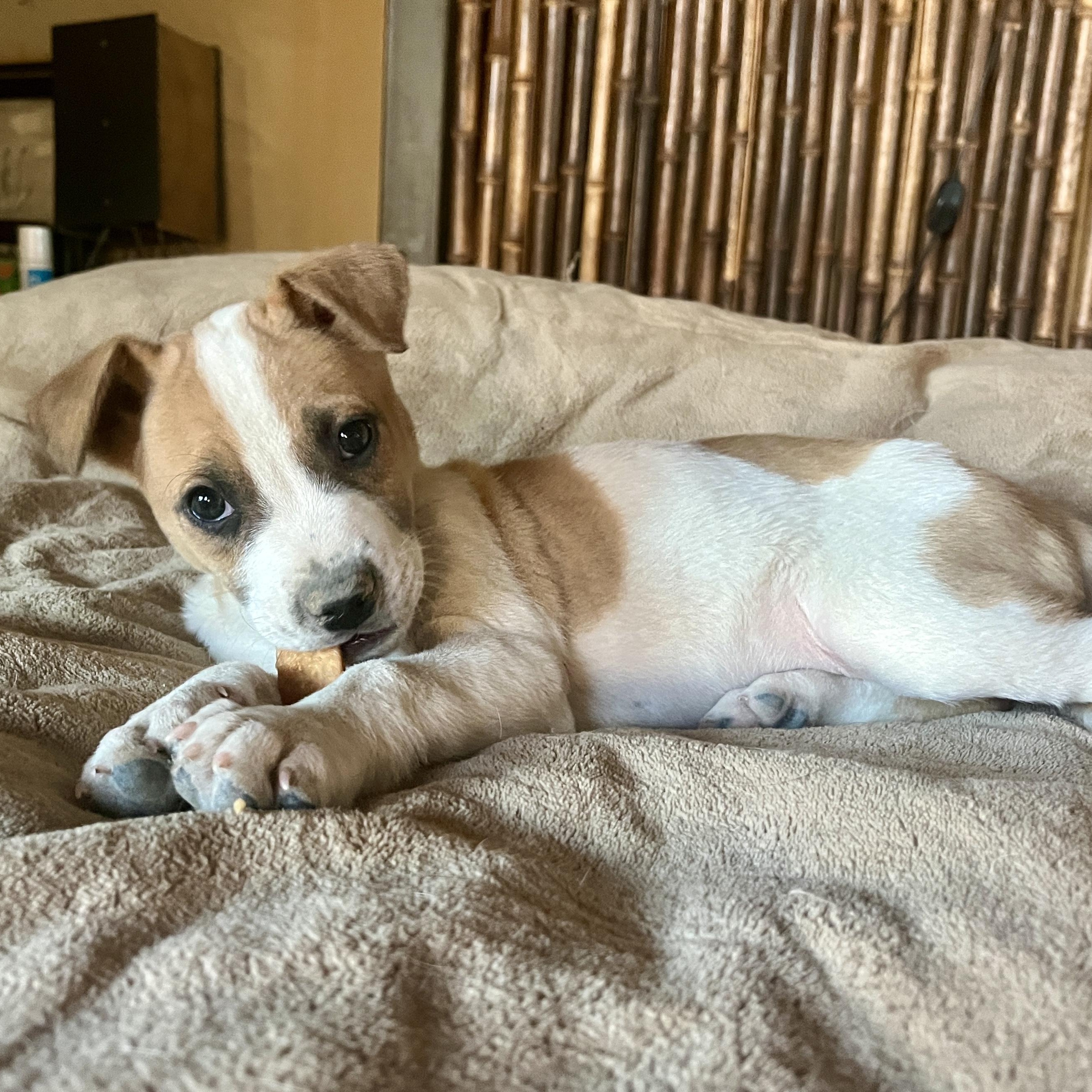 Enlarge Guido, a ADOPTABLE mixed breed in Marfa, TX image 4/6