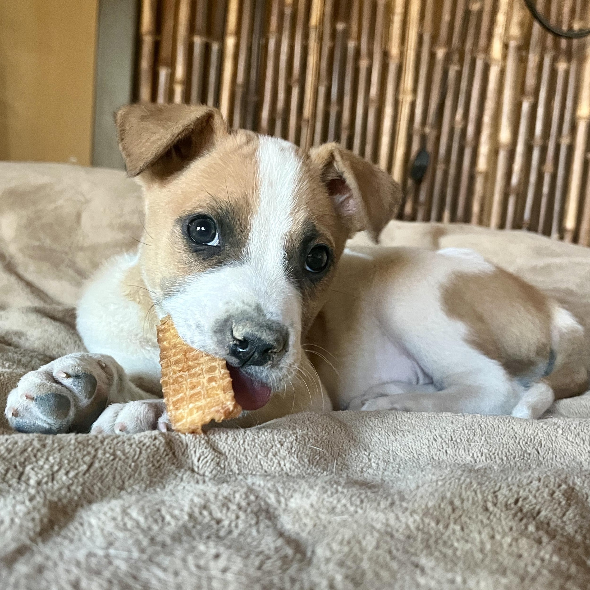 Enlarge Guido, a ADOPTABLE mixed breed in Marfa, TX image 2/6