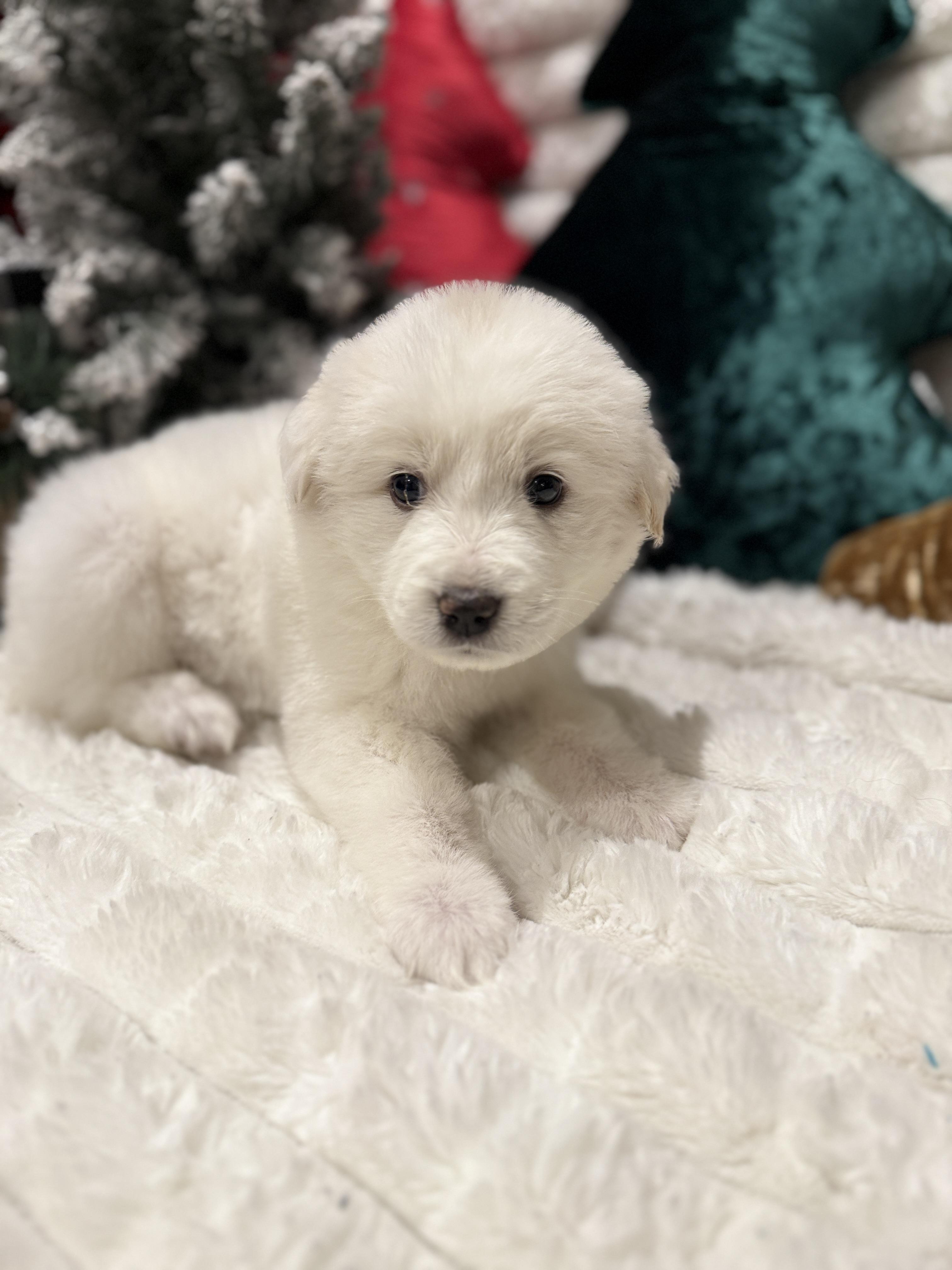 Rachel, a ADOPTABLE mixed breed in Hales corners, WI image 1/5