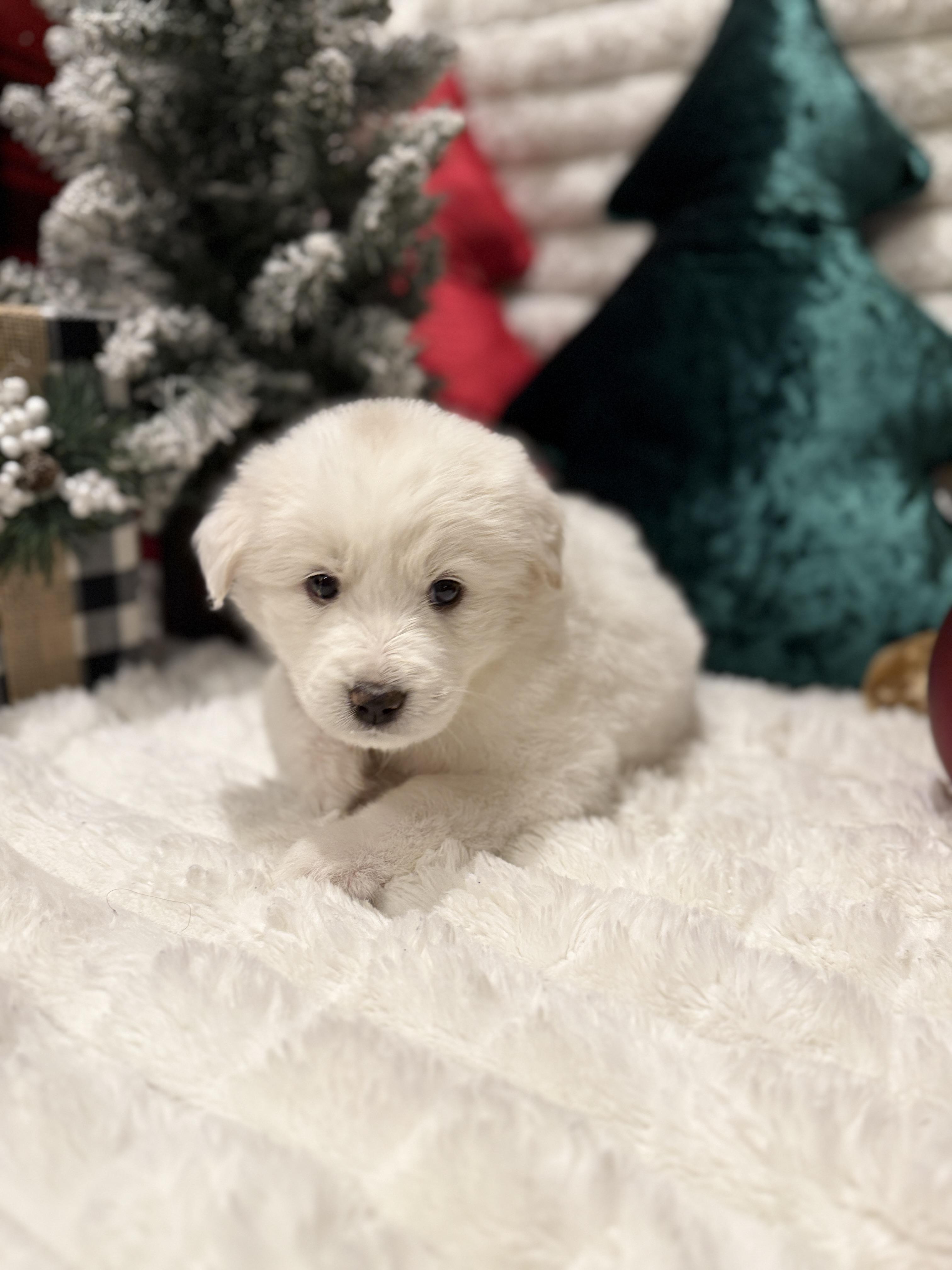 Rachel, a ADOPTABLE mixed breed in Hales corners, WI image 2/5