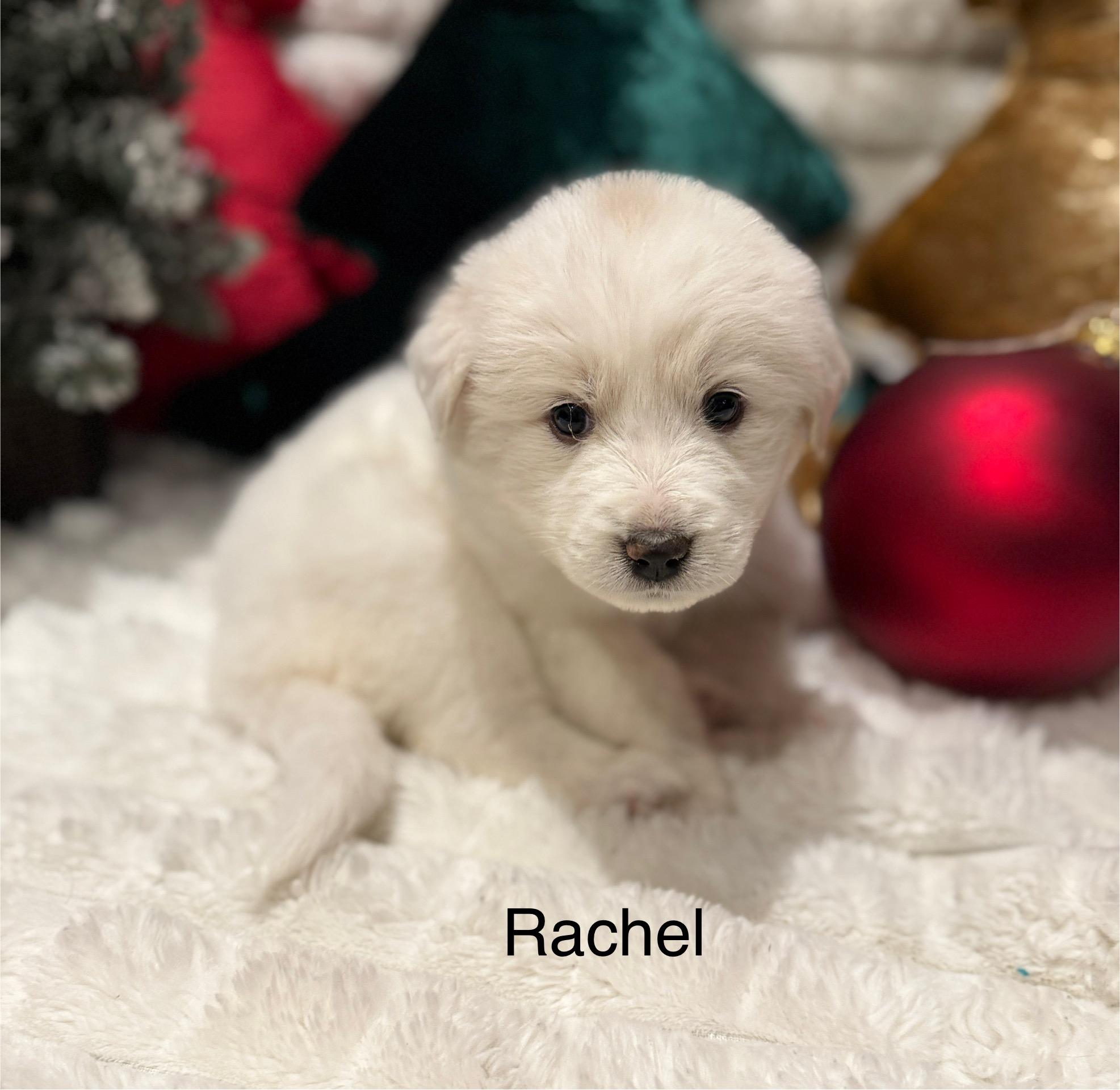 Rachel, a ADOPTABLE mixed breed in Hales corners, WI image 3/5