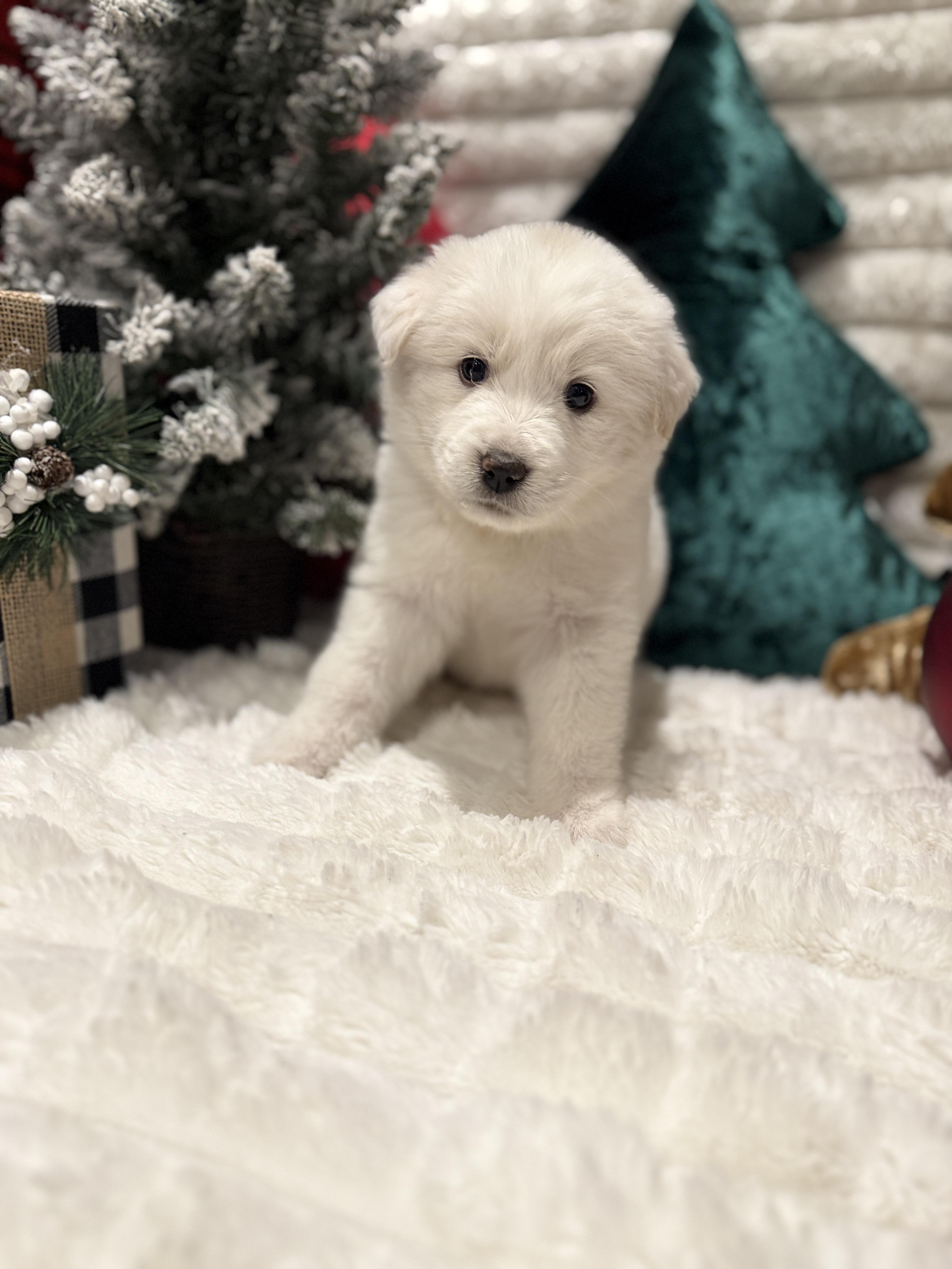 Rachel, a ADOPTABLE mixed breed in Hales corners, WI image 4/5