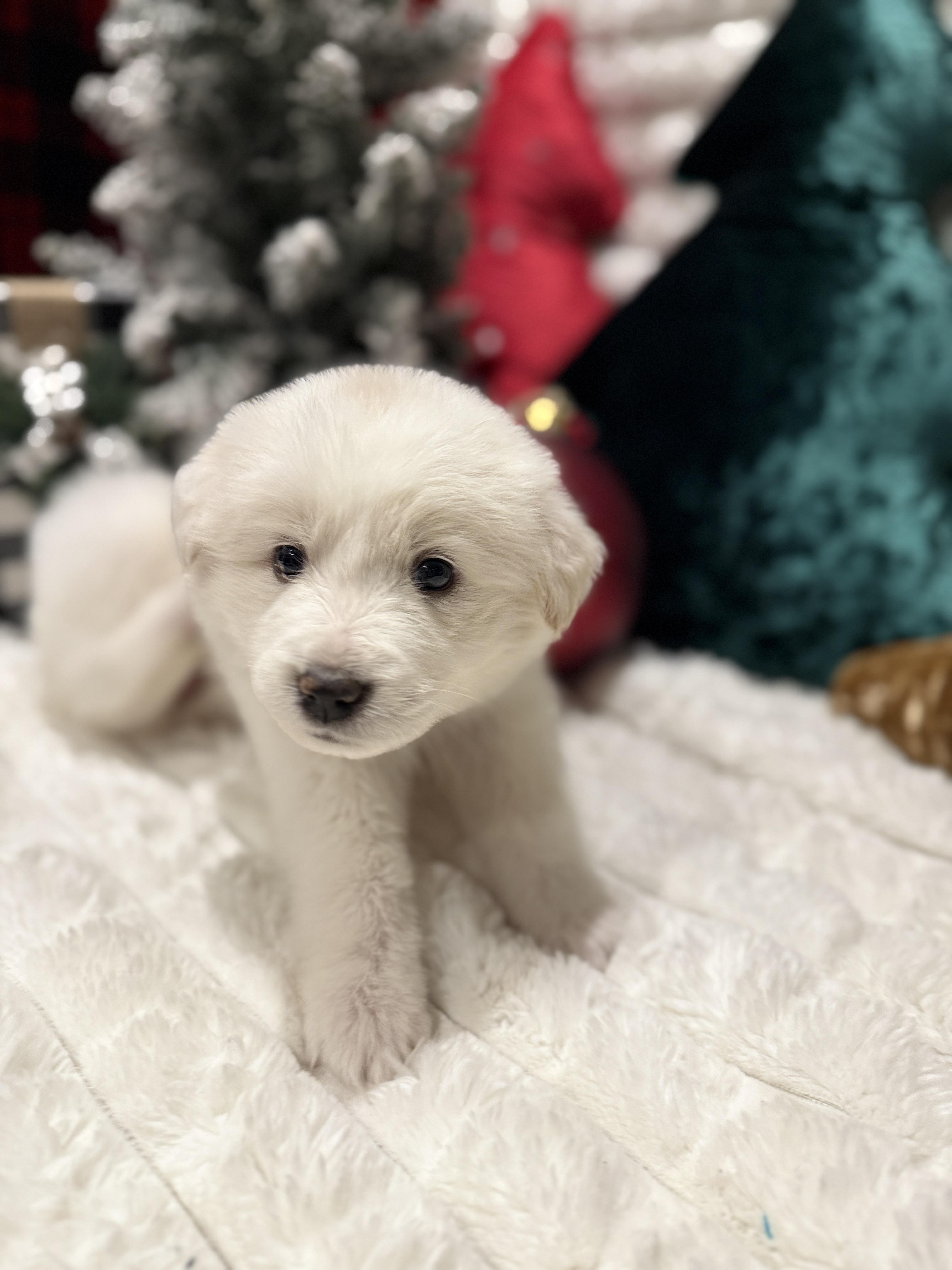 Rachel, a ADOPTABLE mixed breed in Hales corners, WI image 5/5