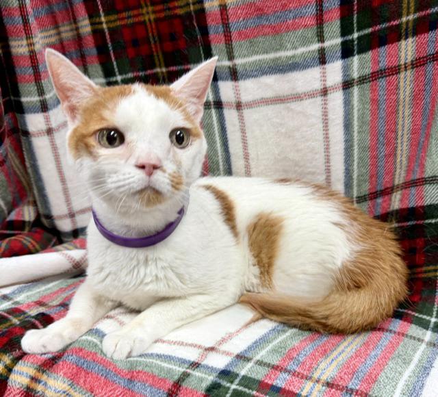Enlarge Zosia, a Adoptable mixed breed in Lake Monroe, FL image 3/4