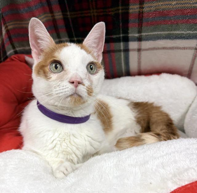 Zosia, Adoptable, Senior Female Domestic Short Hair.