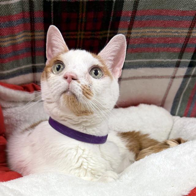Enlarge Zosia, a Adoptable mixed breed in Lake Monroe, FL image 2/4