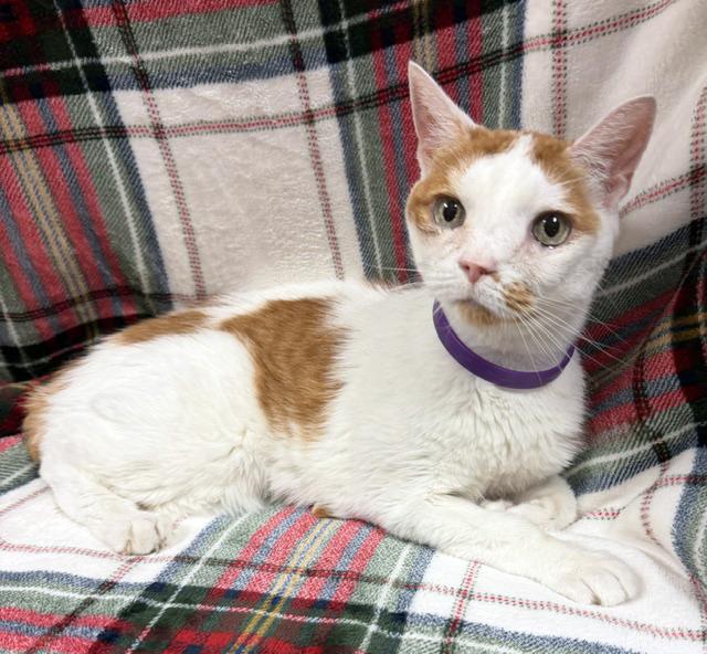 Enlarge Zosia, a Adoptable mixed breed in Lake Monroe, FL image 4/4