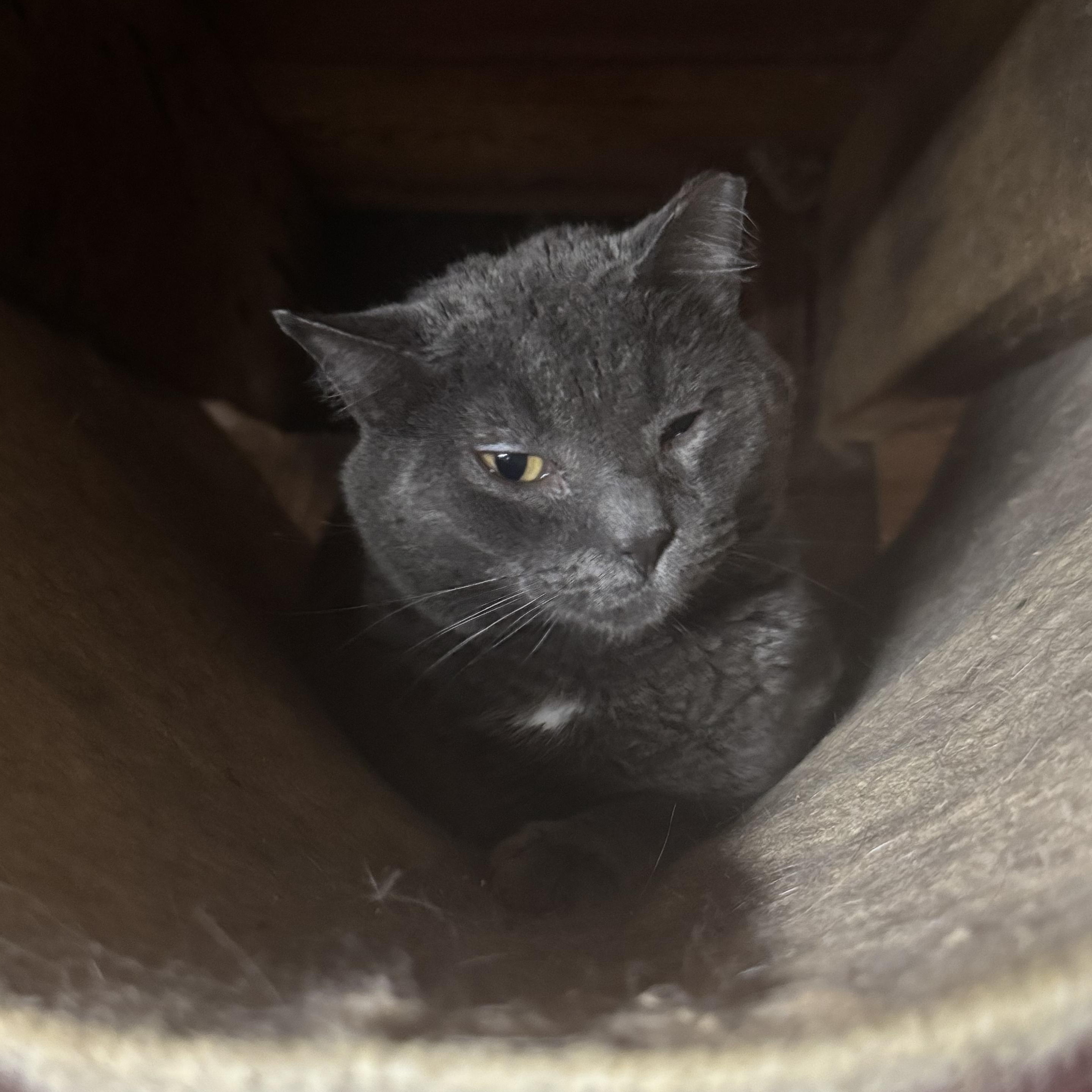 Teddy, an adopted Russian Blue in Lees Summit, MO image 5/5