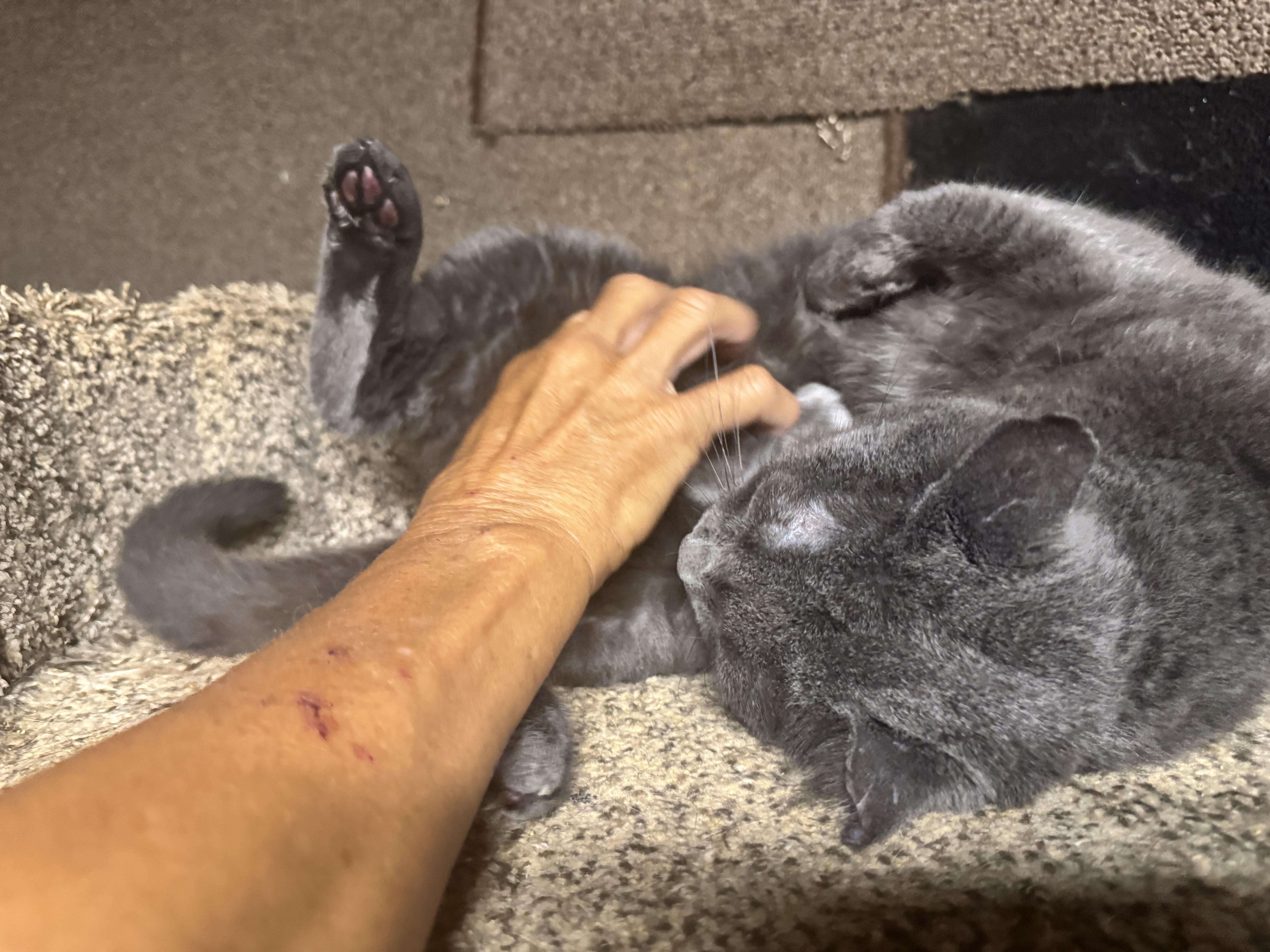 Teddy, adopted, Adult Male Russian Blue.