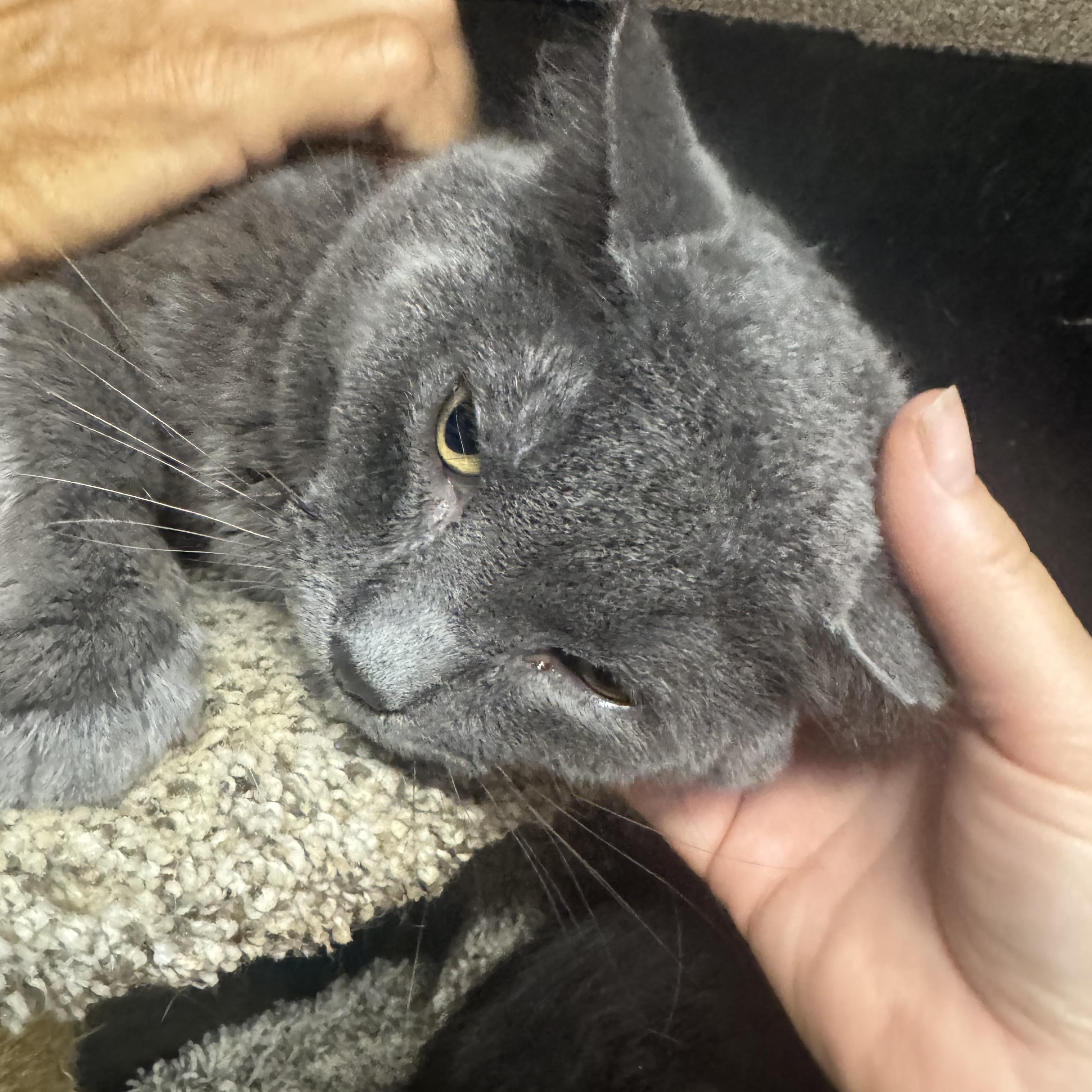 Teddy, an adopted Russian Blue in Lees Summit, MO image 3/5