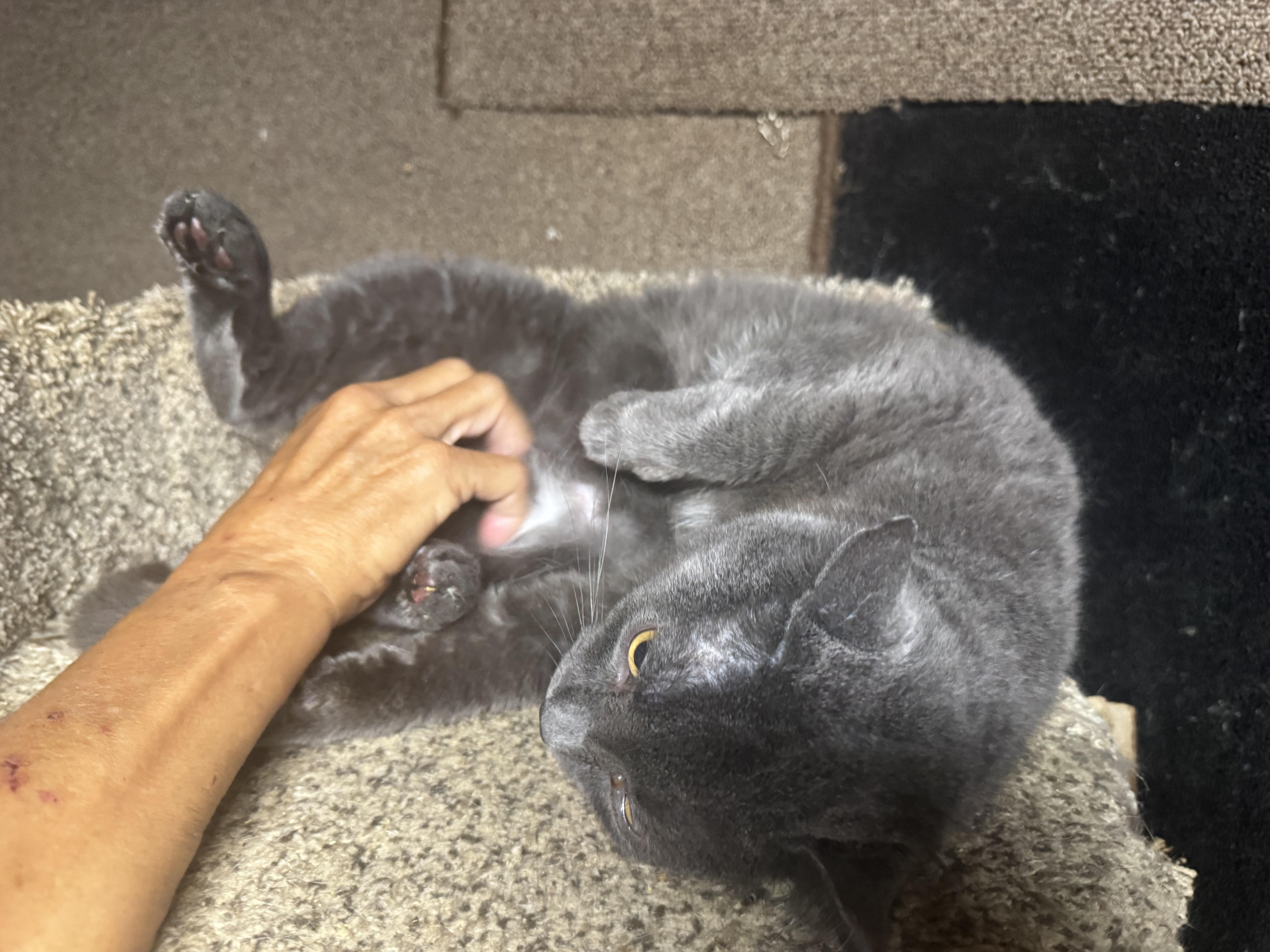Teddy, an adopted Russian Blue in Lees Summit, MO image 4/5