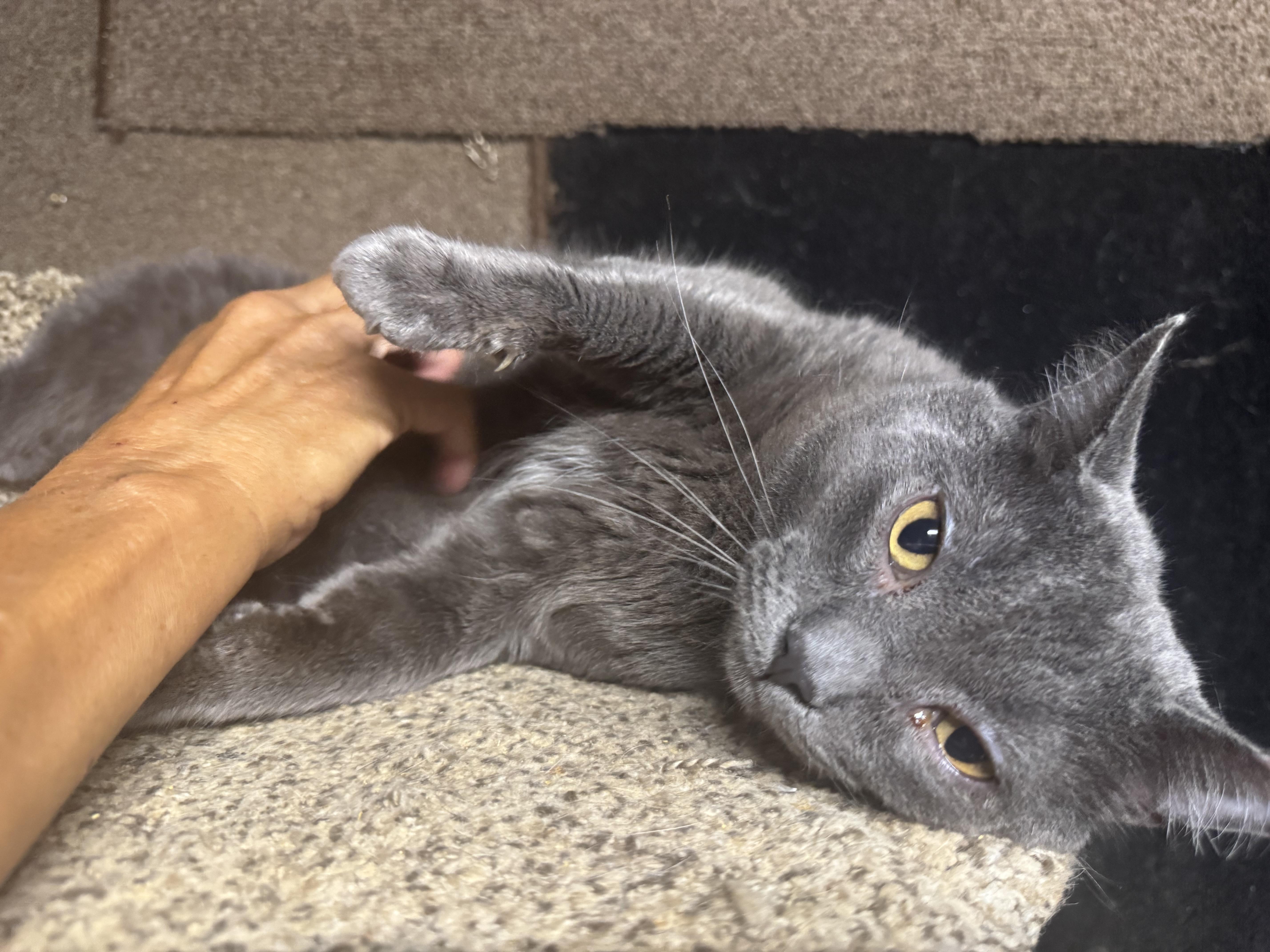Teddy, an adopted Russian Blue in Lees Summit, MO image 2/5