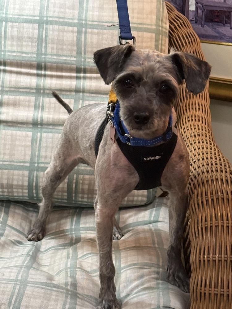 Dorian Gray, Adoptable, Adult Male Schnauzer & Poodle.