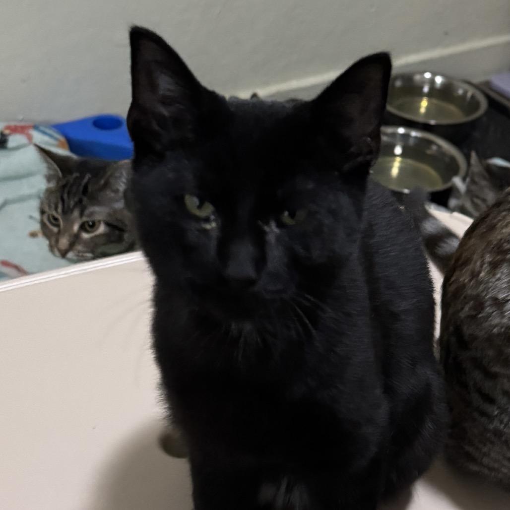 Enlarge Pugsley, a Adoptable Domestic Short Hair in Richland, MI image 2/3