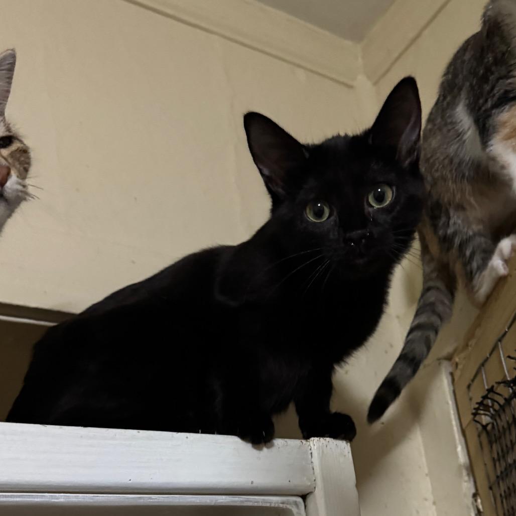 Enlarge Pugsley, a Adoptable Domestic Short Hair in Richland, MI image 3/3