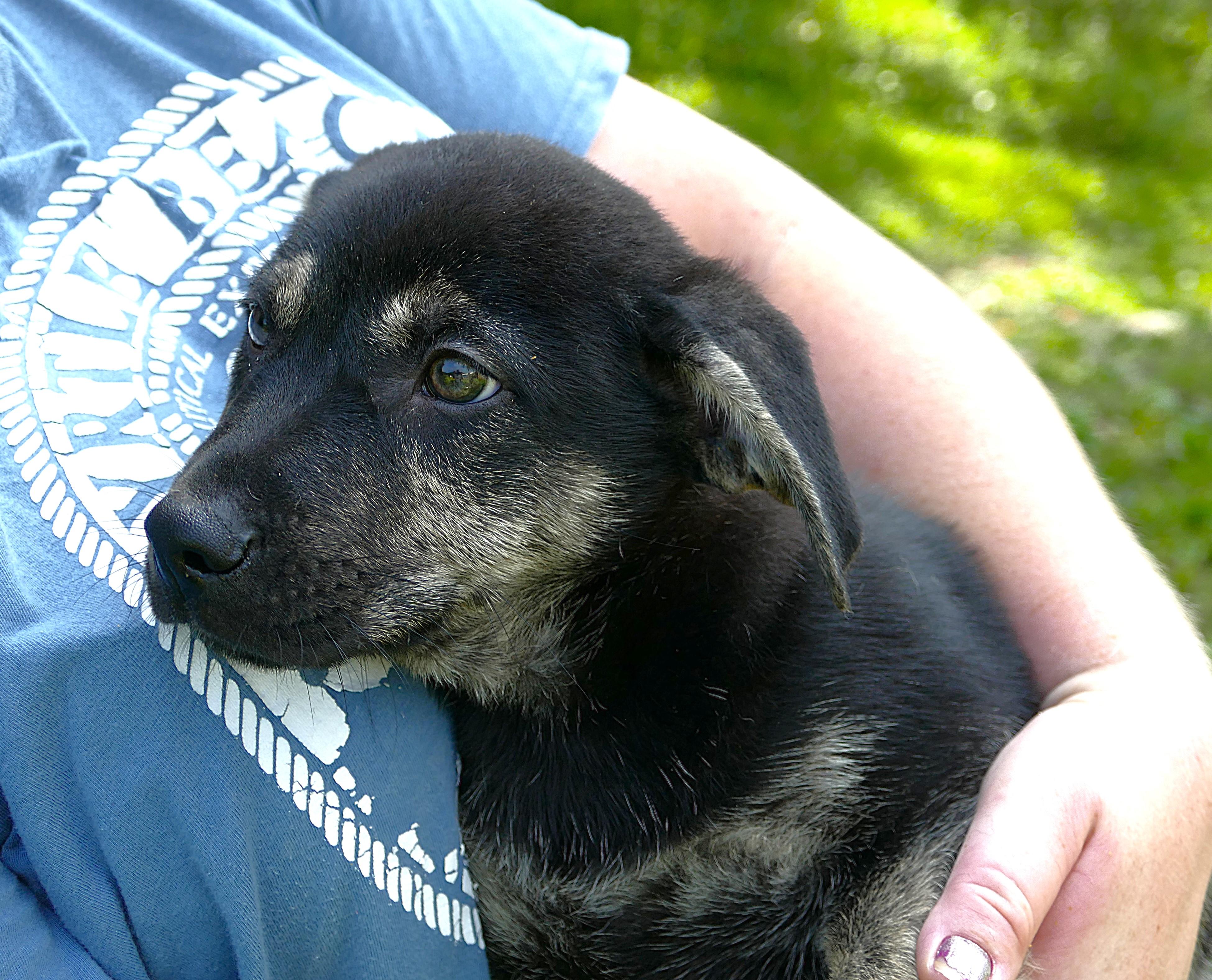 AMERIGO, adopted, Puppy Male Retriever.