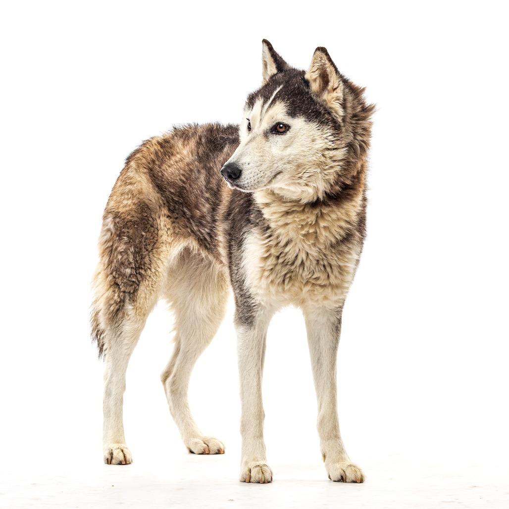 Enlarge Lexi, a Adoptable Husky in Reno, NV image 1/4