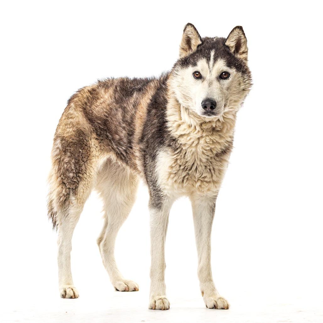 Enlarge Lexi, a Adoptable Husky in Reno, NV image 2/4