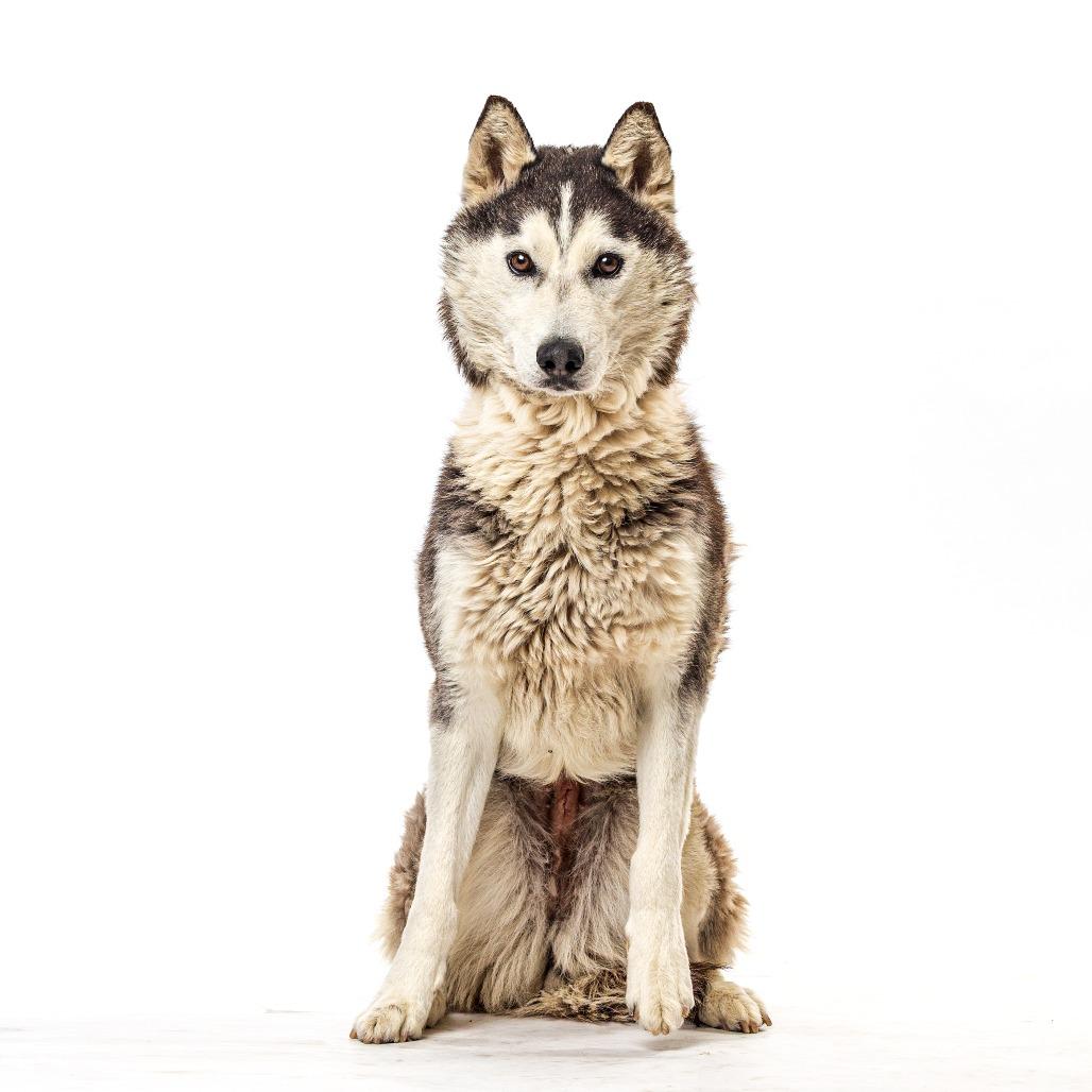 Enlarge Lexi, a Adoptable Husky in Reno, NV image 3/4