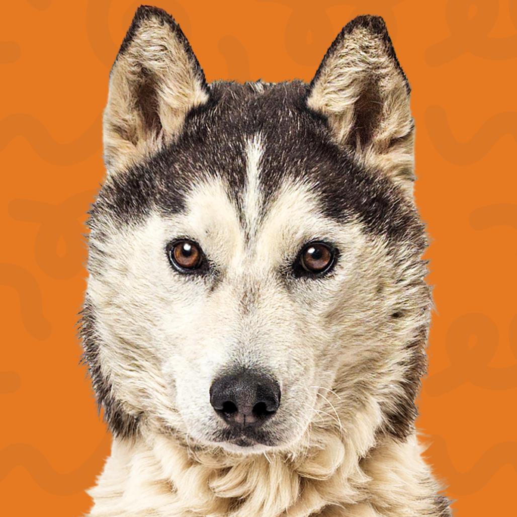 Enlarge Lexi, a Adoptable Husky in Reno, NV image 4/4