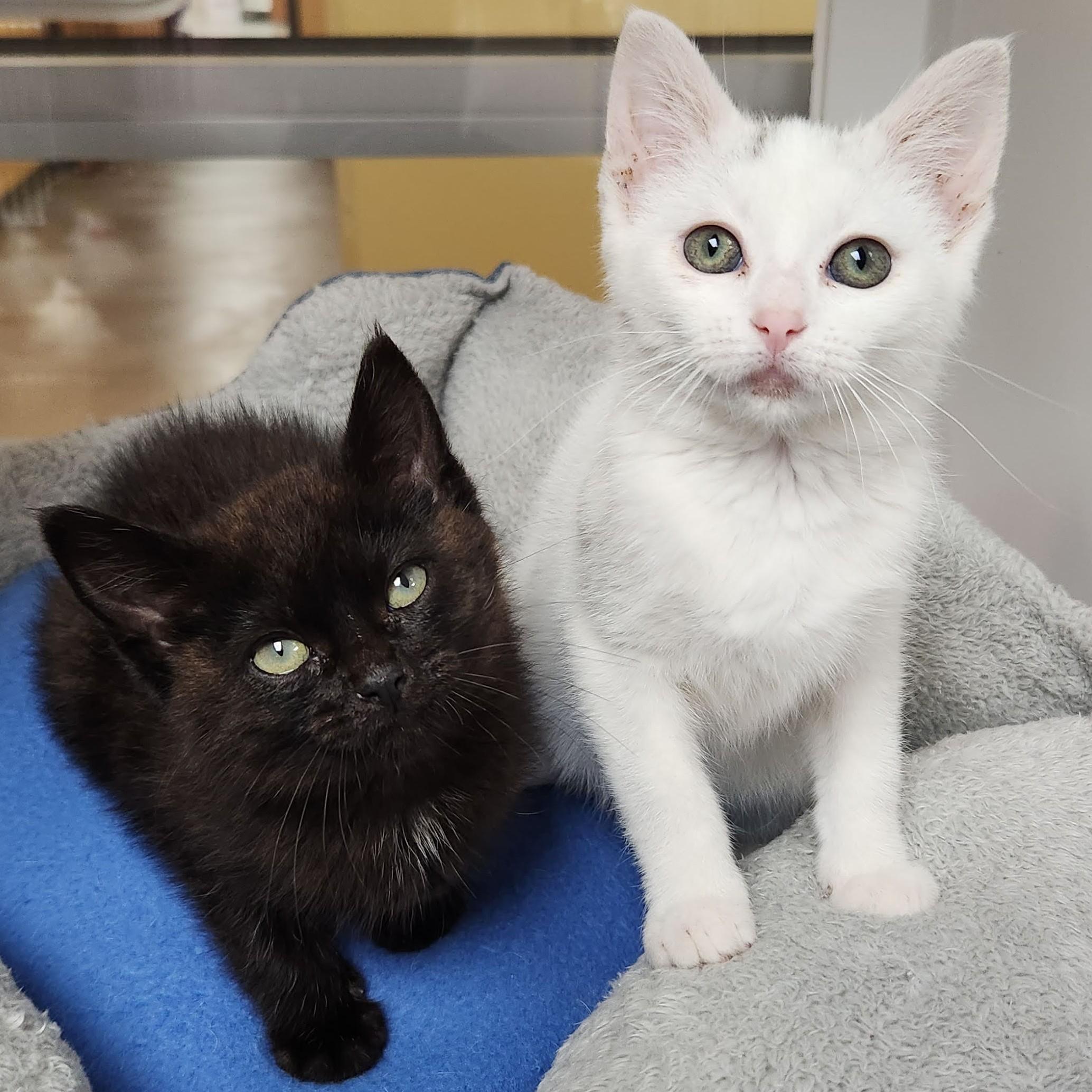 Enlarge Sky, a ADOPTABLE Domestic Short Hair in Marshfield, WI image 5/6