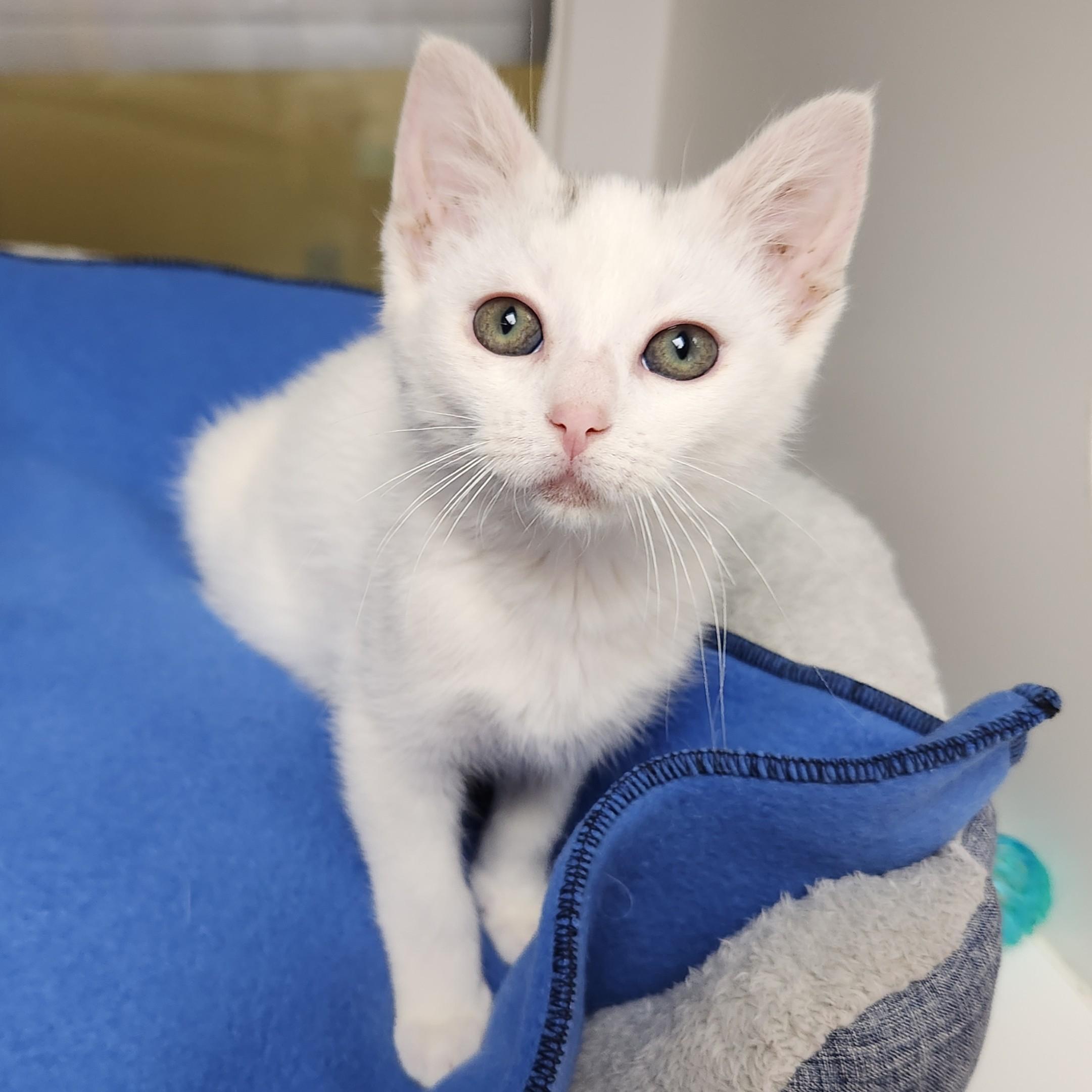 Enlarge Sky, a ADOPTABLE Domestic Short Hair in Marshfield, WI image 3/6