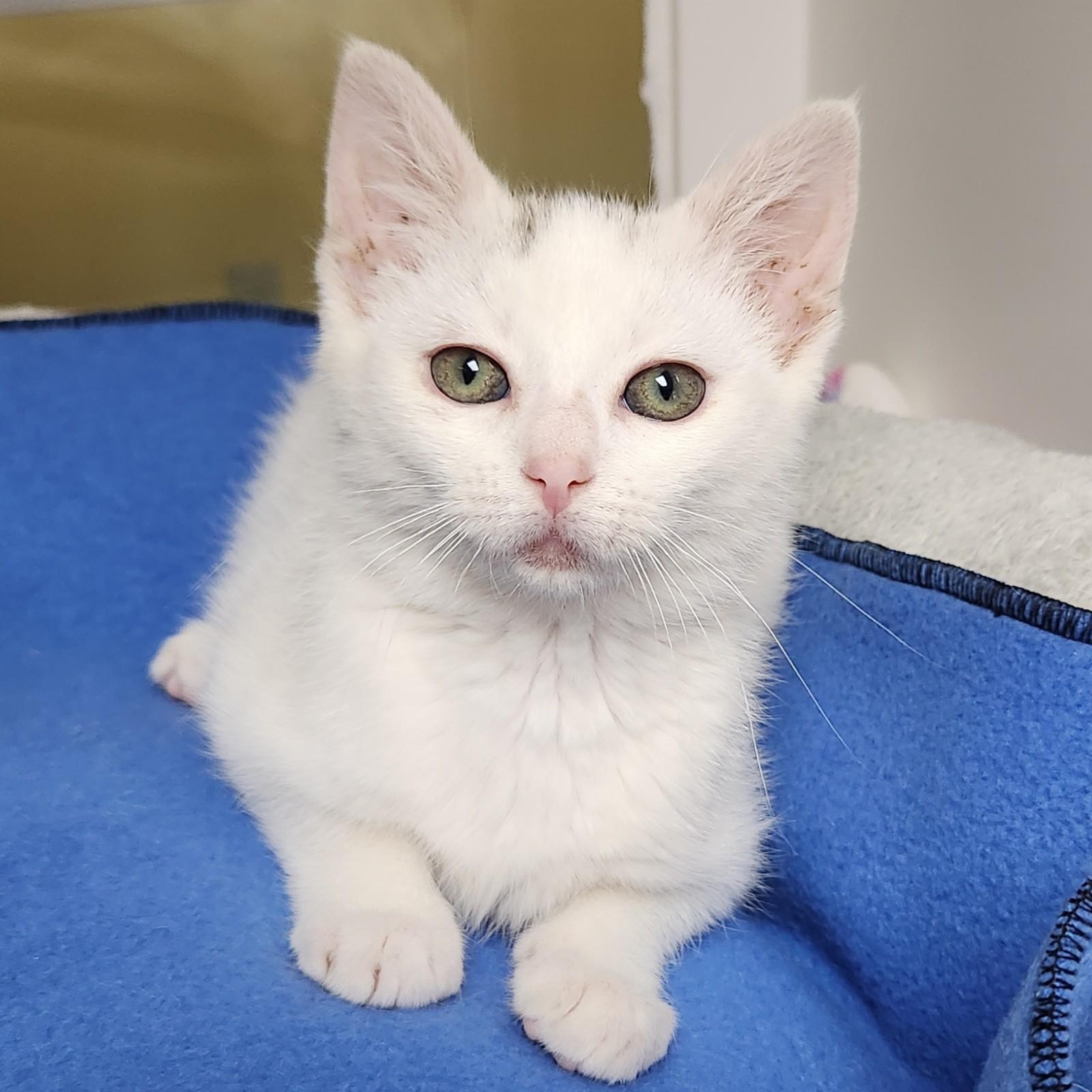 Enlarge Sky, a ADOPTABLE Domestic Short Hair in Marshfield, WI image 2/6