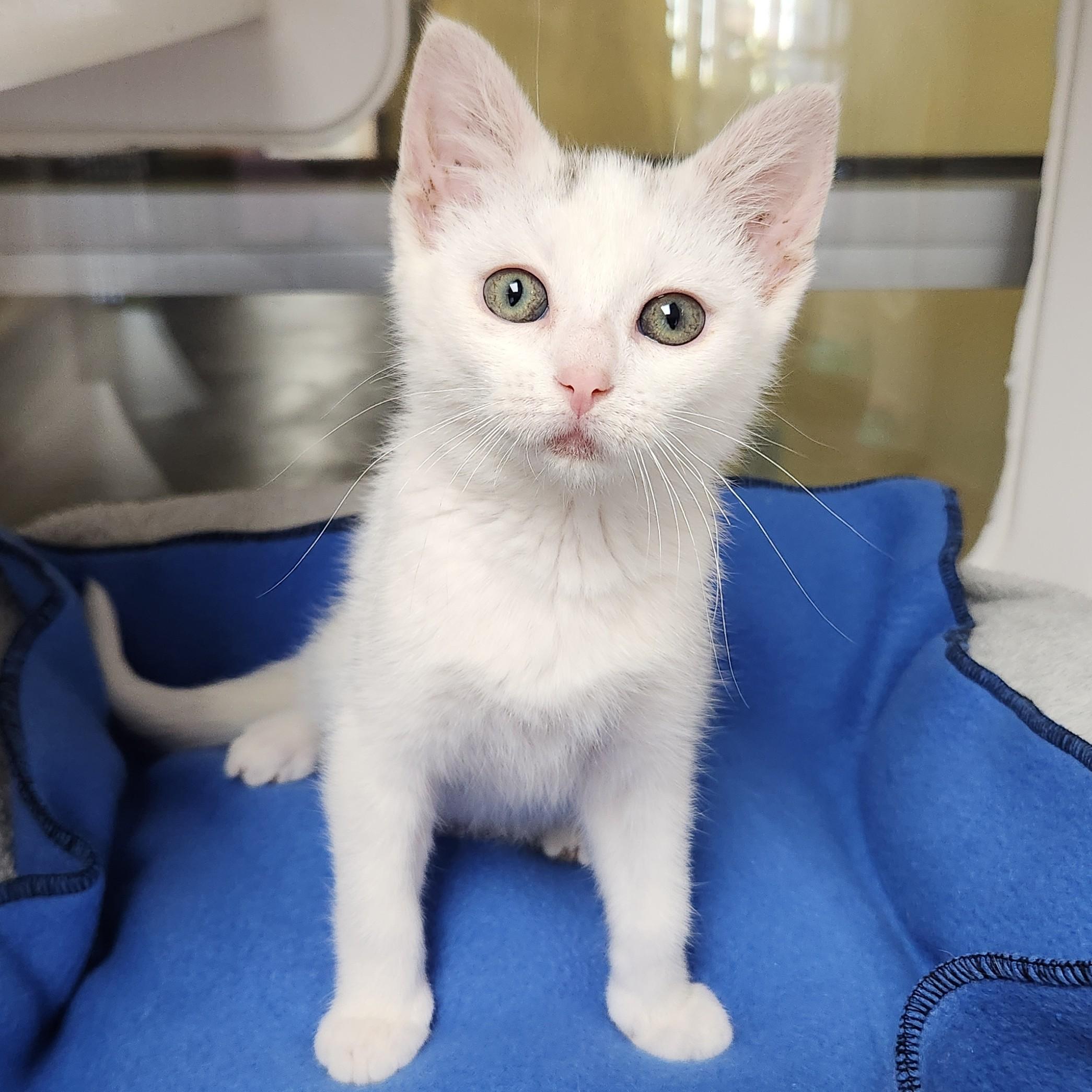 Sky, ADOPTABLE, Kitten Female Domestic Short Hair.
